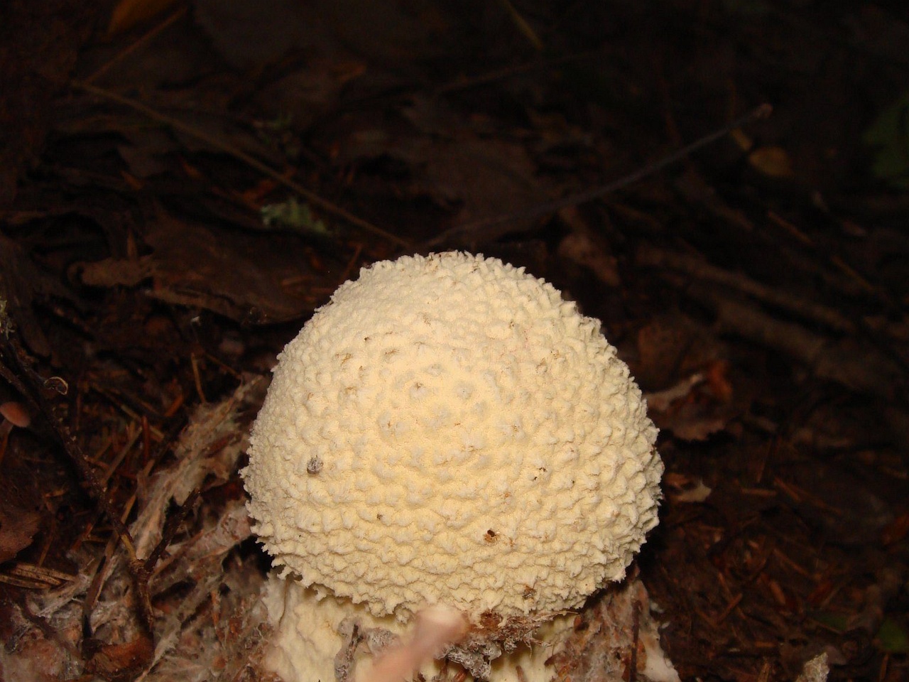 fungi-0004009