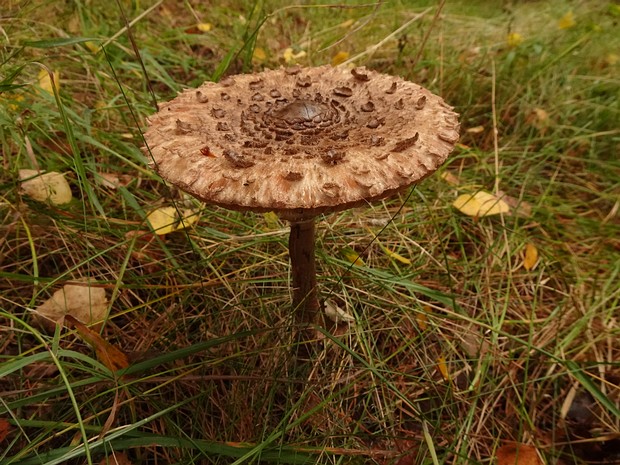 Гриб-зонтик большой - Macrolepiota procera