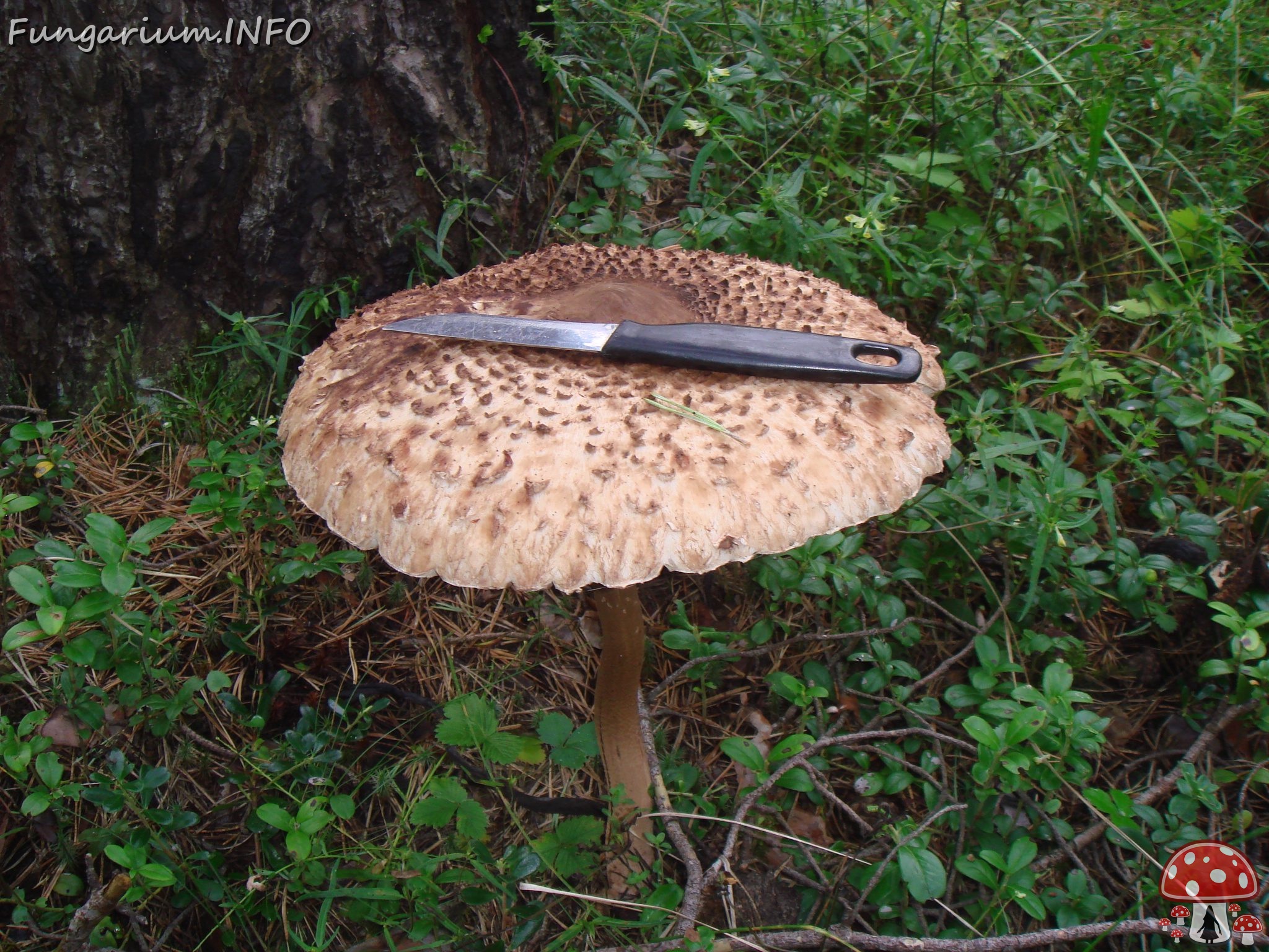 fungi-0004686 