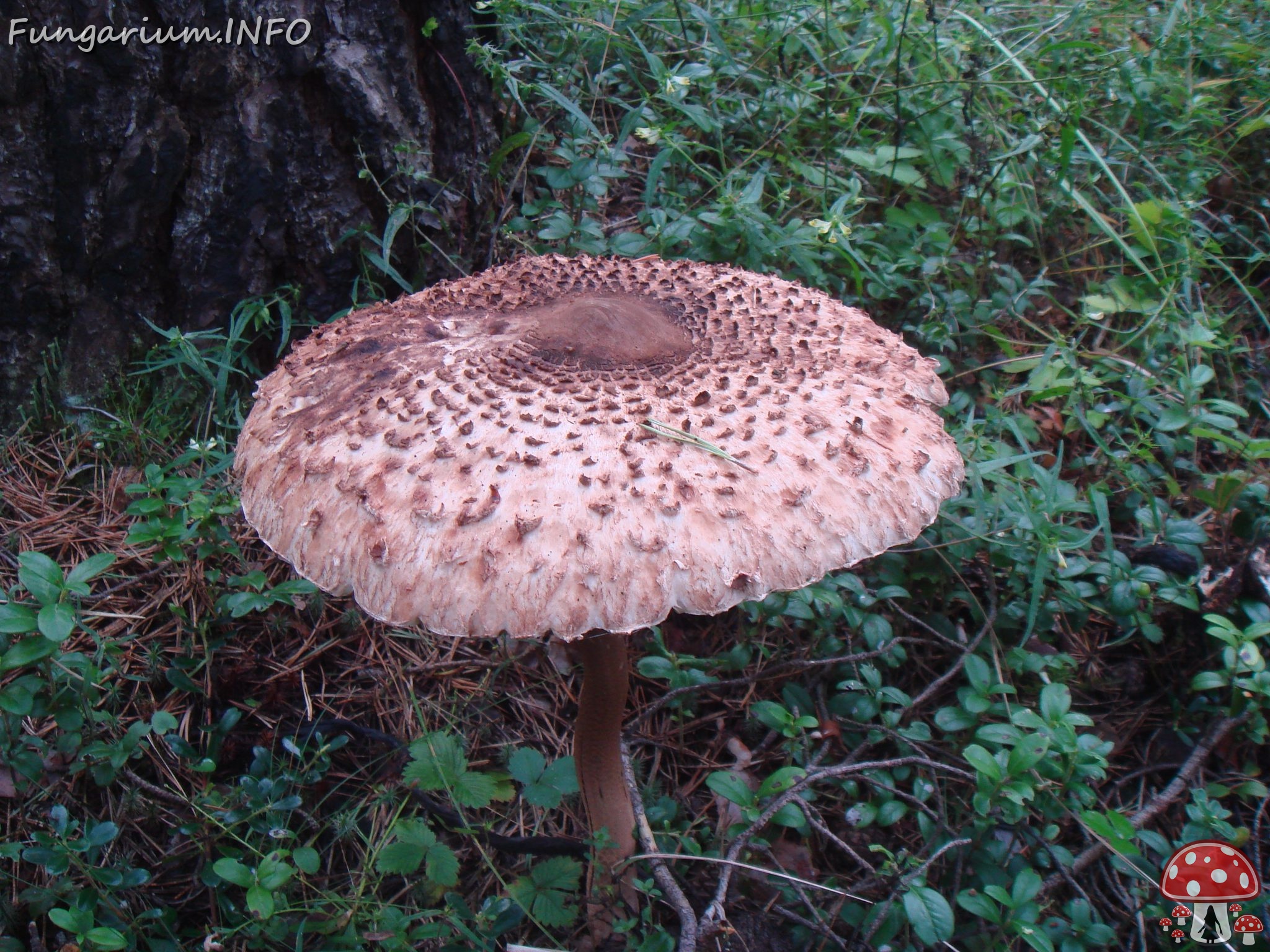 fungi-0004691 