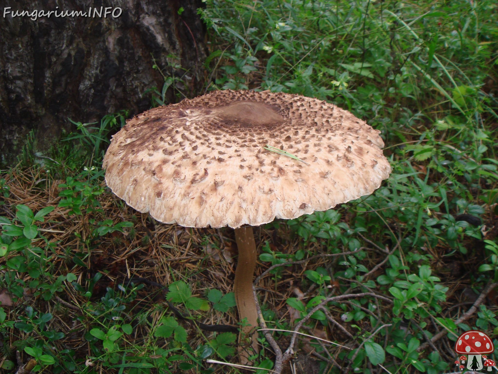 fungi-0004692 