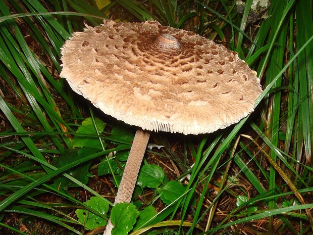 Гриб-зонтик изящный - Macrolepiota gracilenta