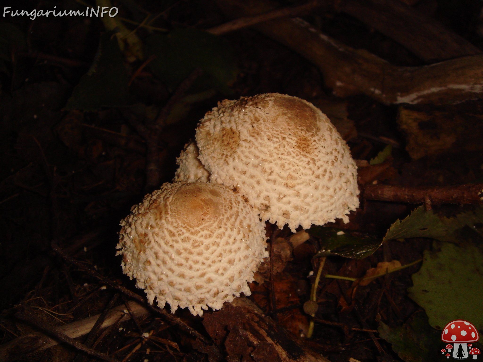 fungi-0004071 