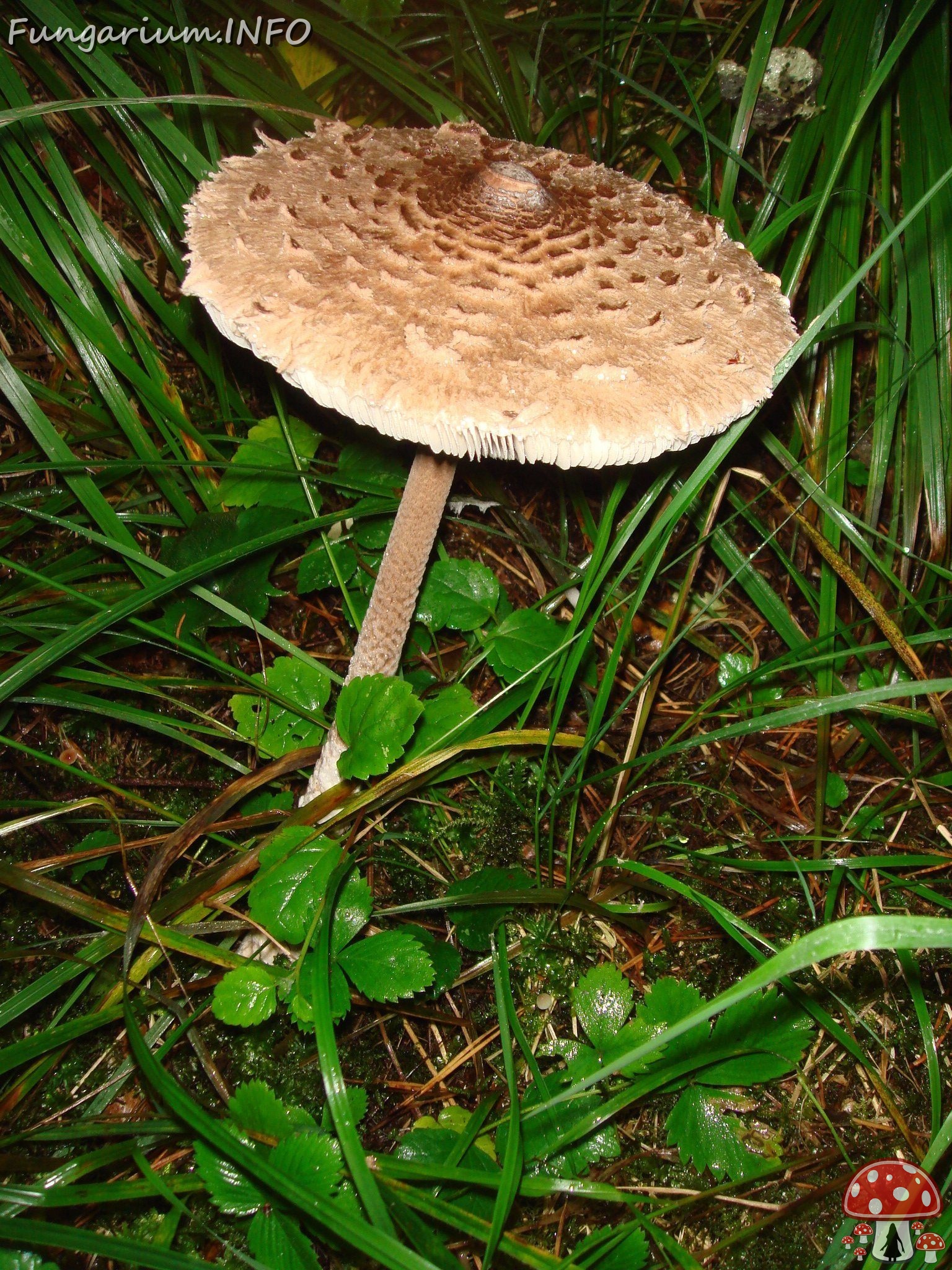 fungi-0004086 