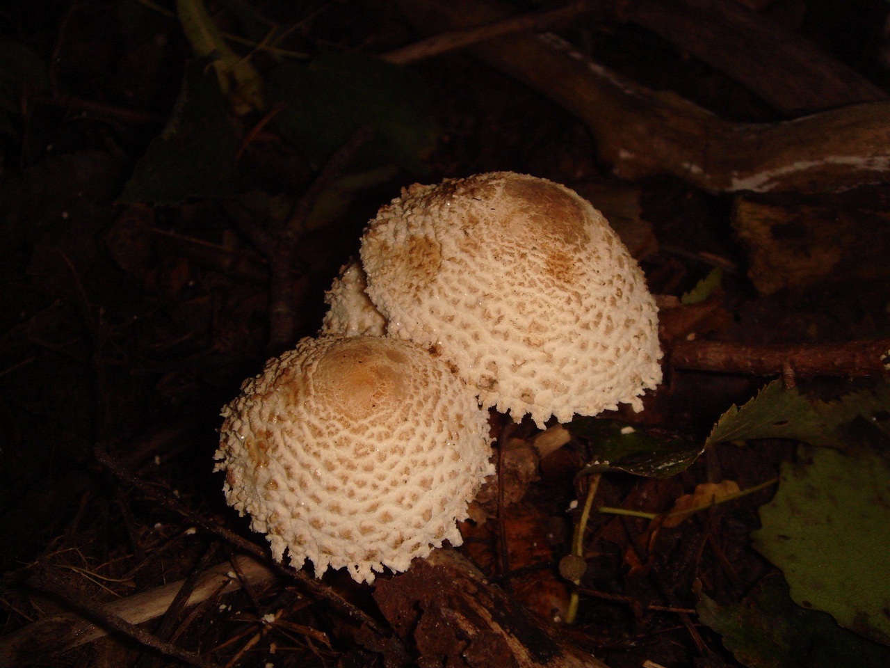 fungi-0004071