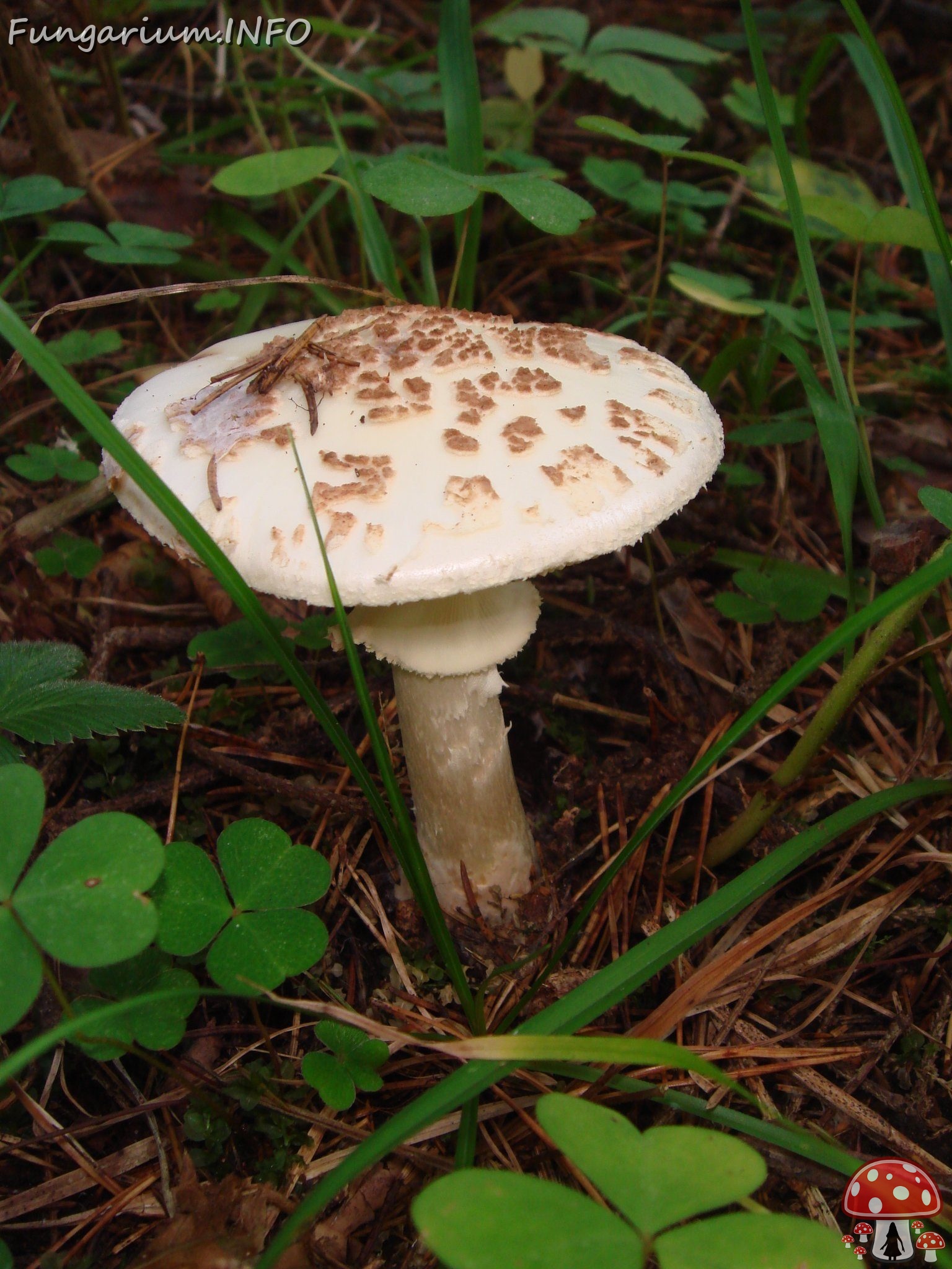 fungi-0004153 