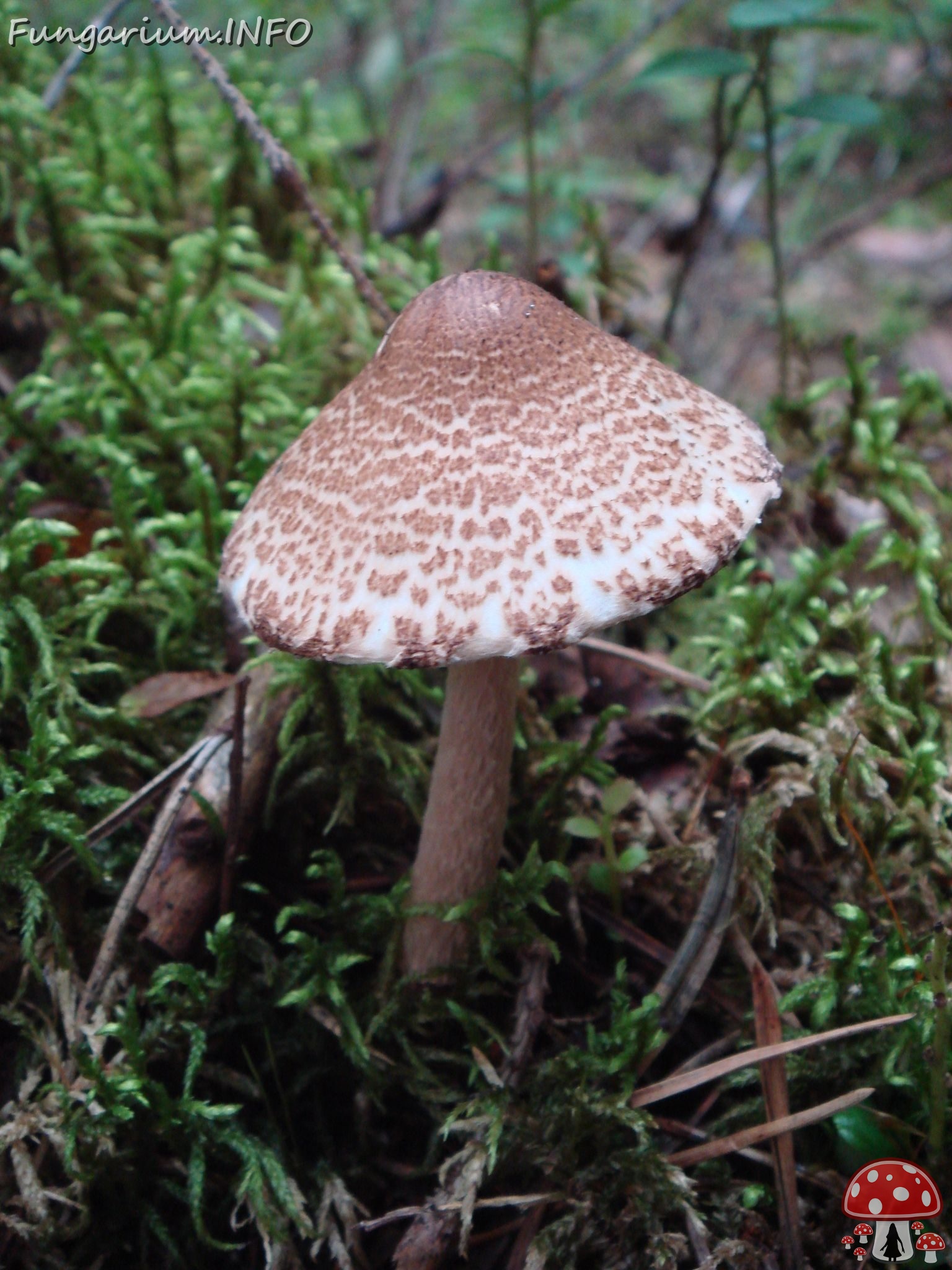 fungi-0004537 