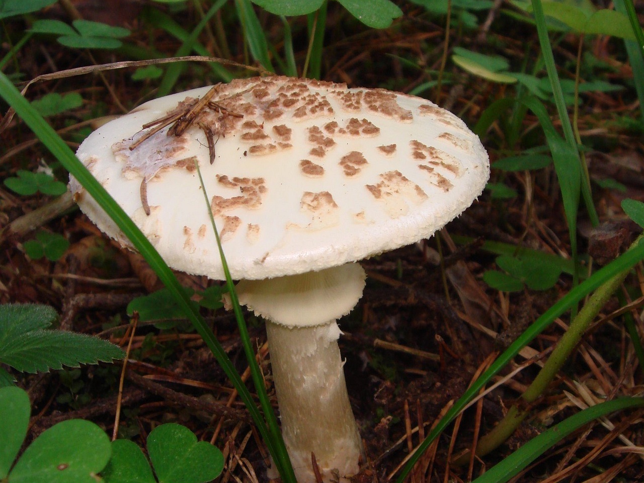 fungi-0004153