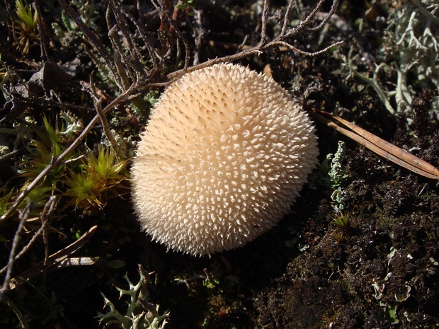 Дождевик ежовый - Lycoperdon echinatum