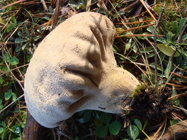 Дождевик луговой - Lycoperdon pratense