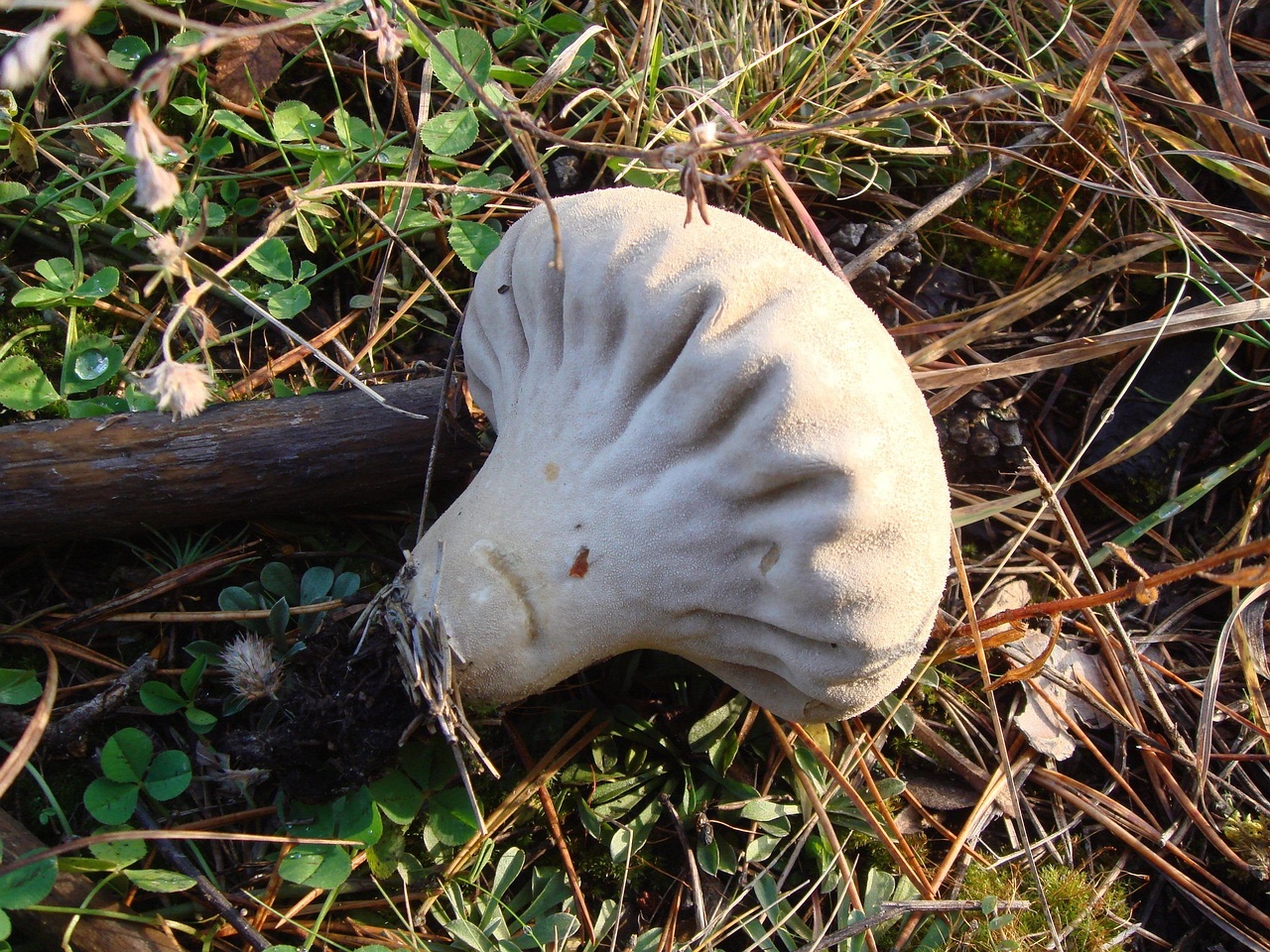 fungi-0003722