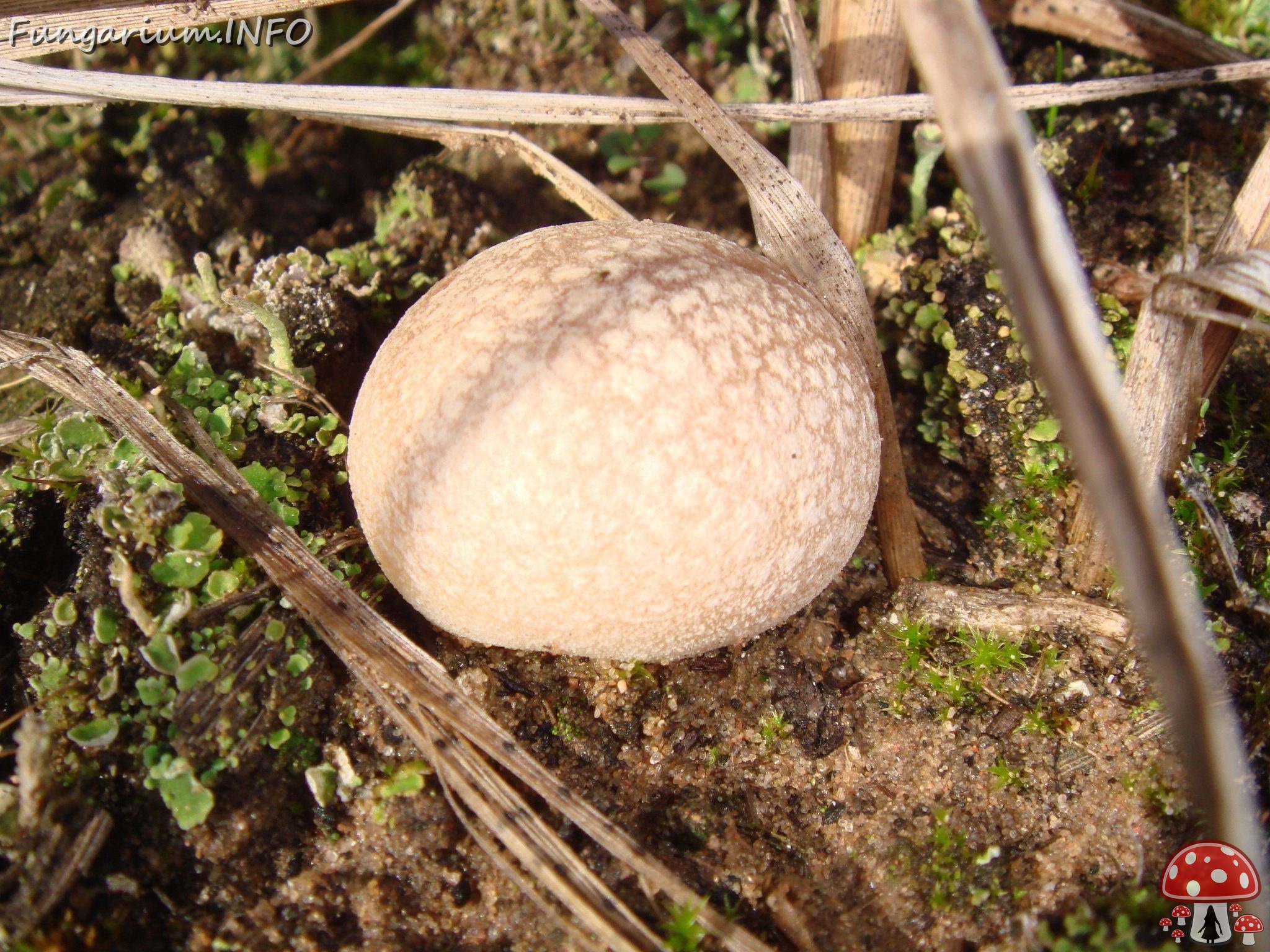 fungi-0000111 