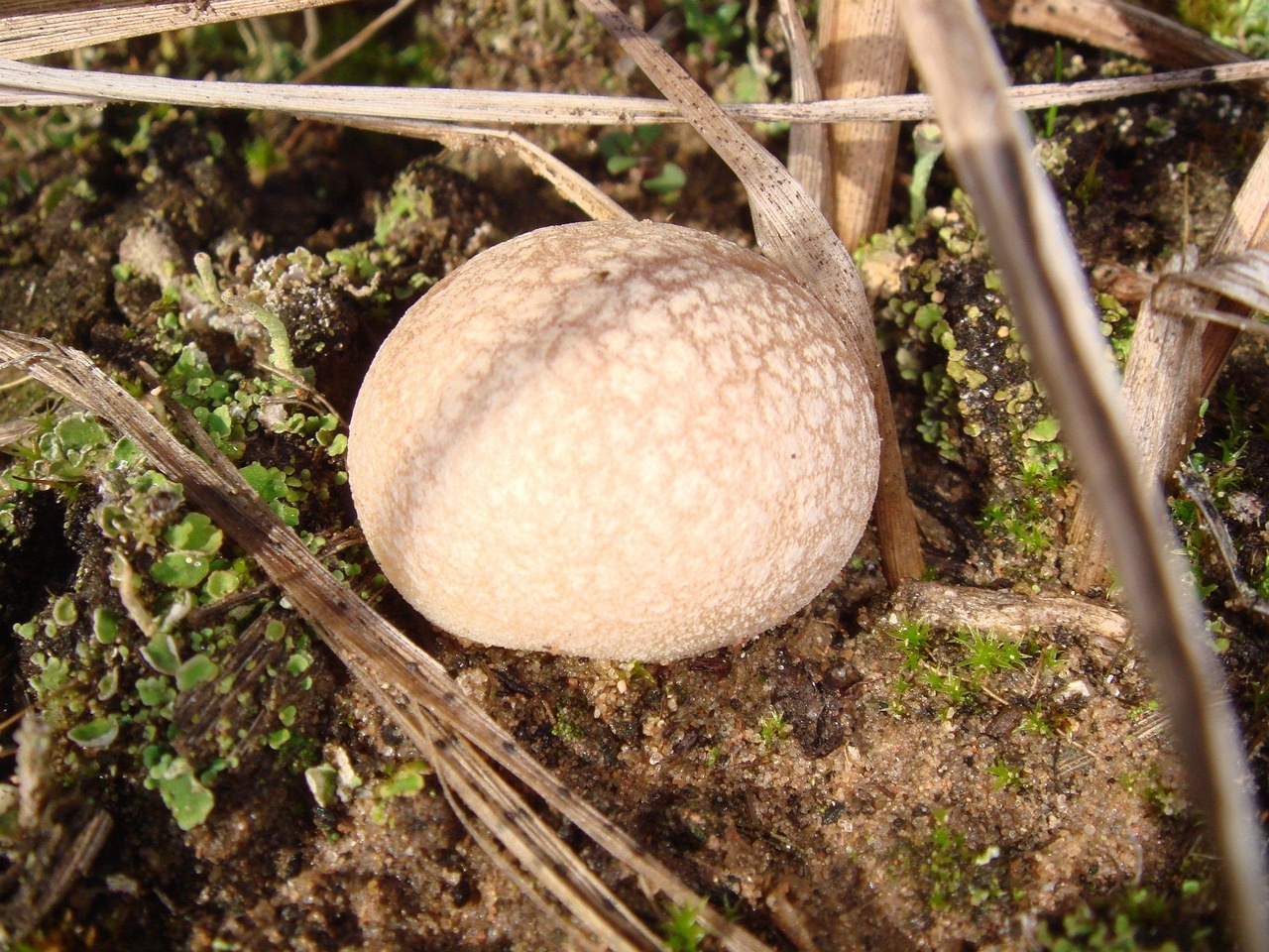 fungi-0000111