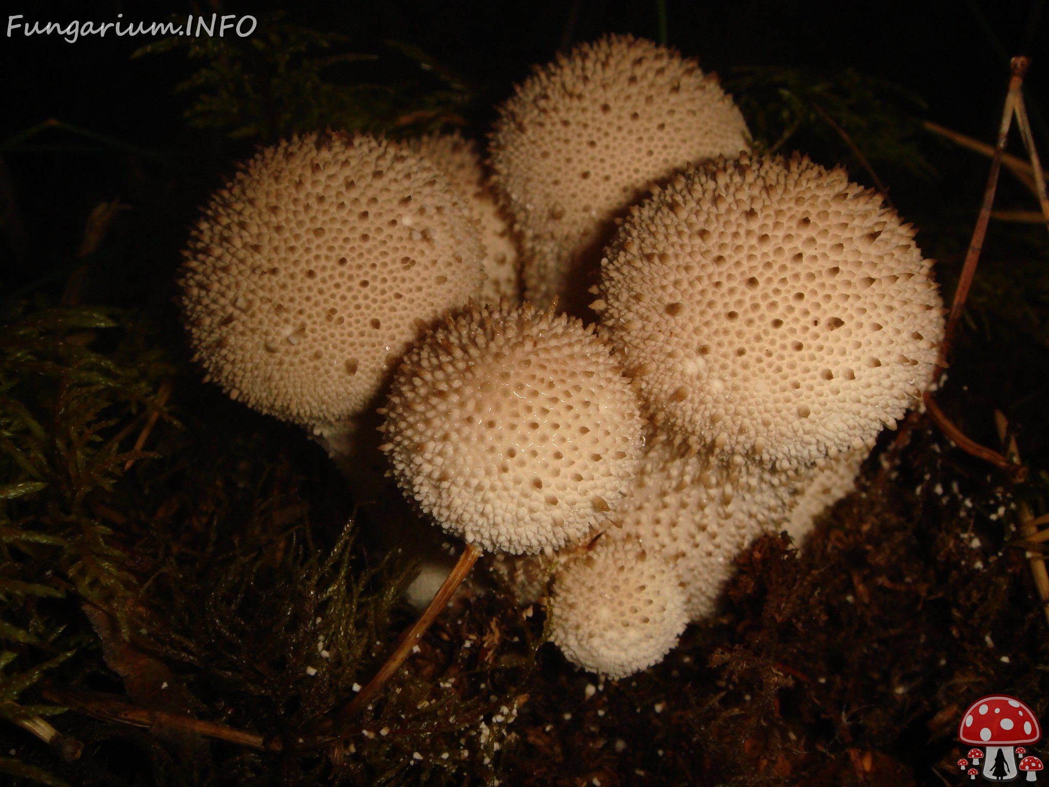 fungi-0001007 