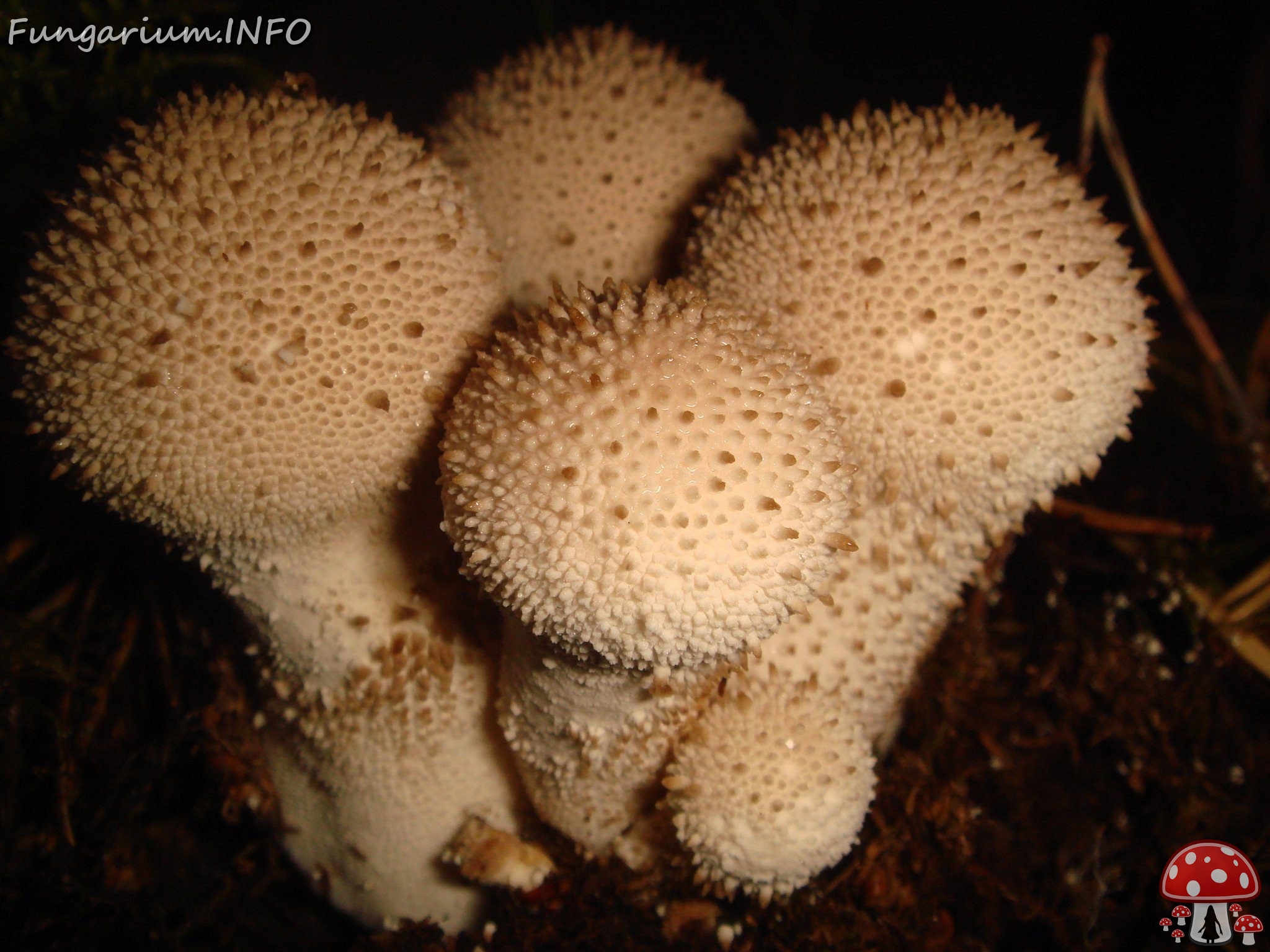 fungi-0001008 