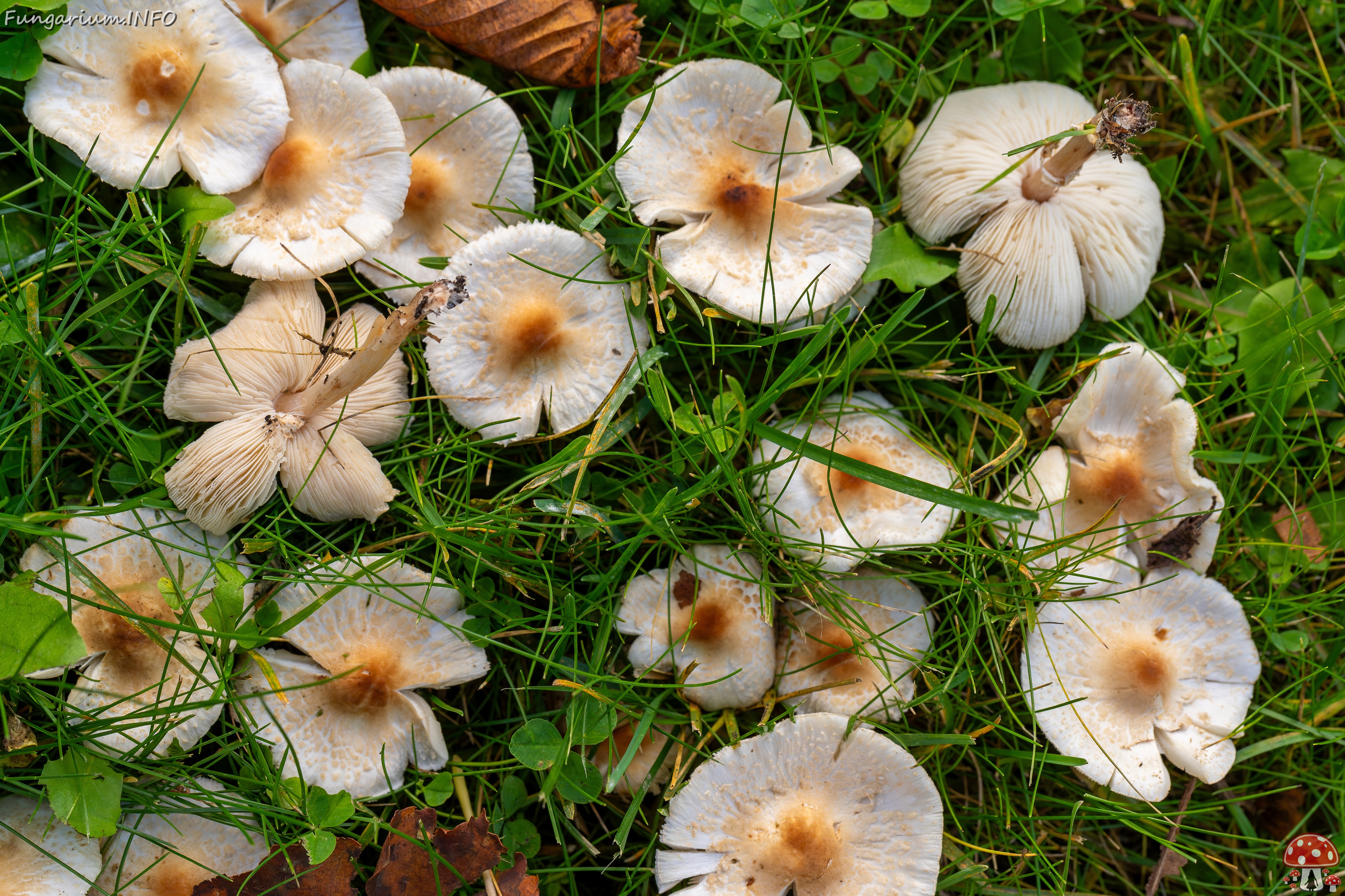 !Lepiota cristata _2025-10-10_1-4 