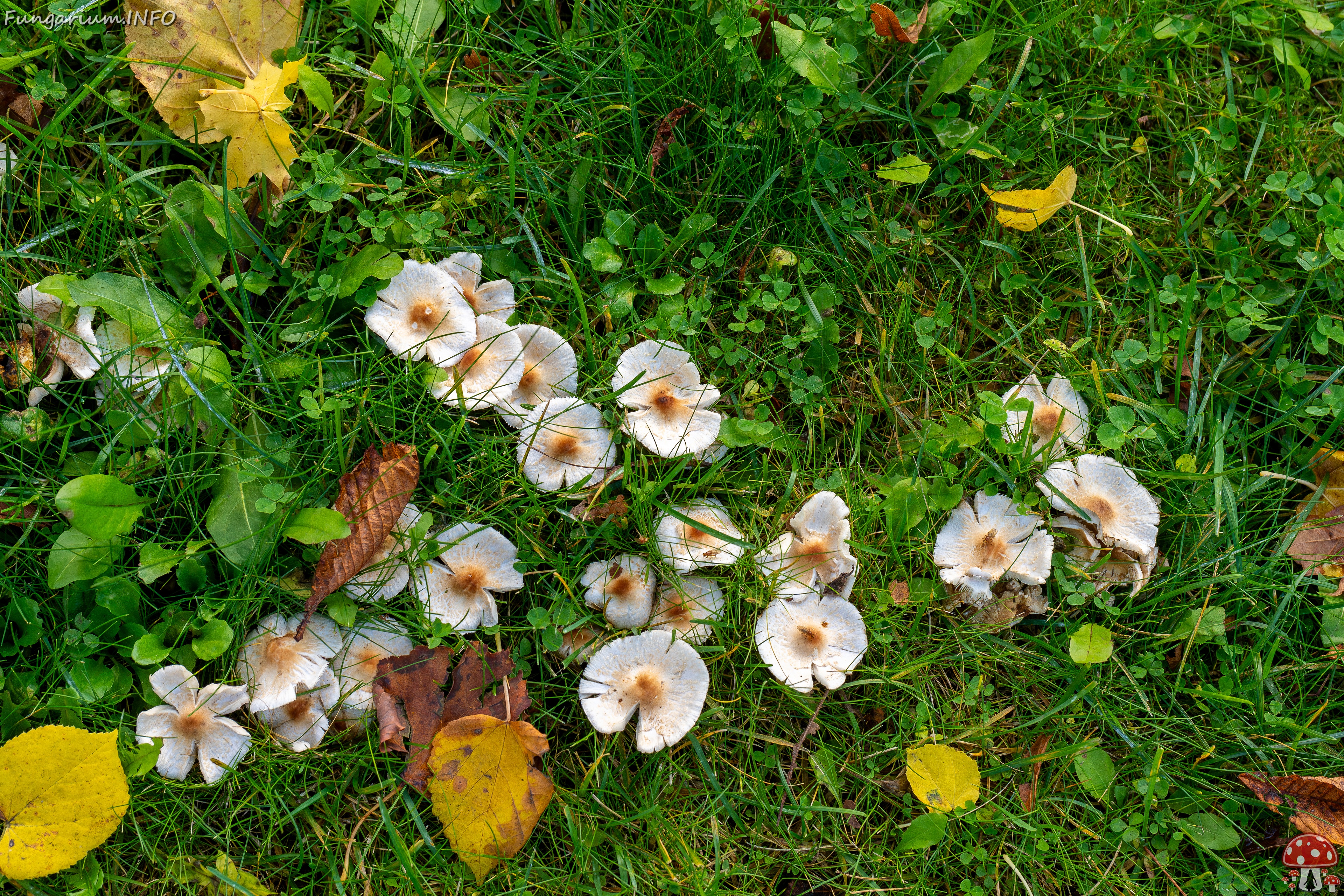 Lepiota cristata _2025-10-10_1-1 