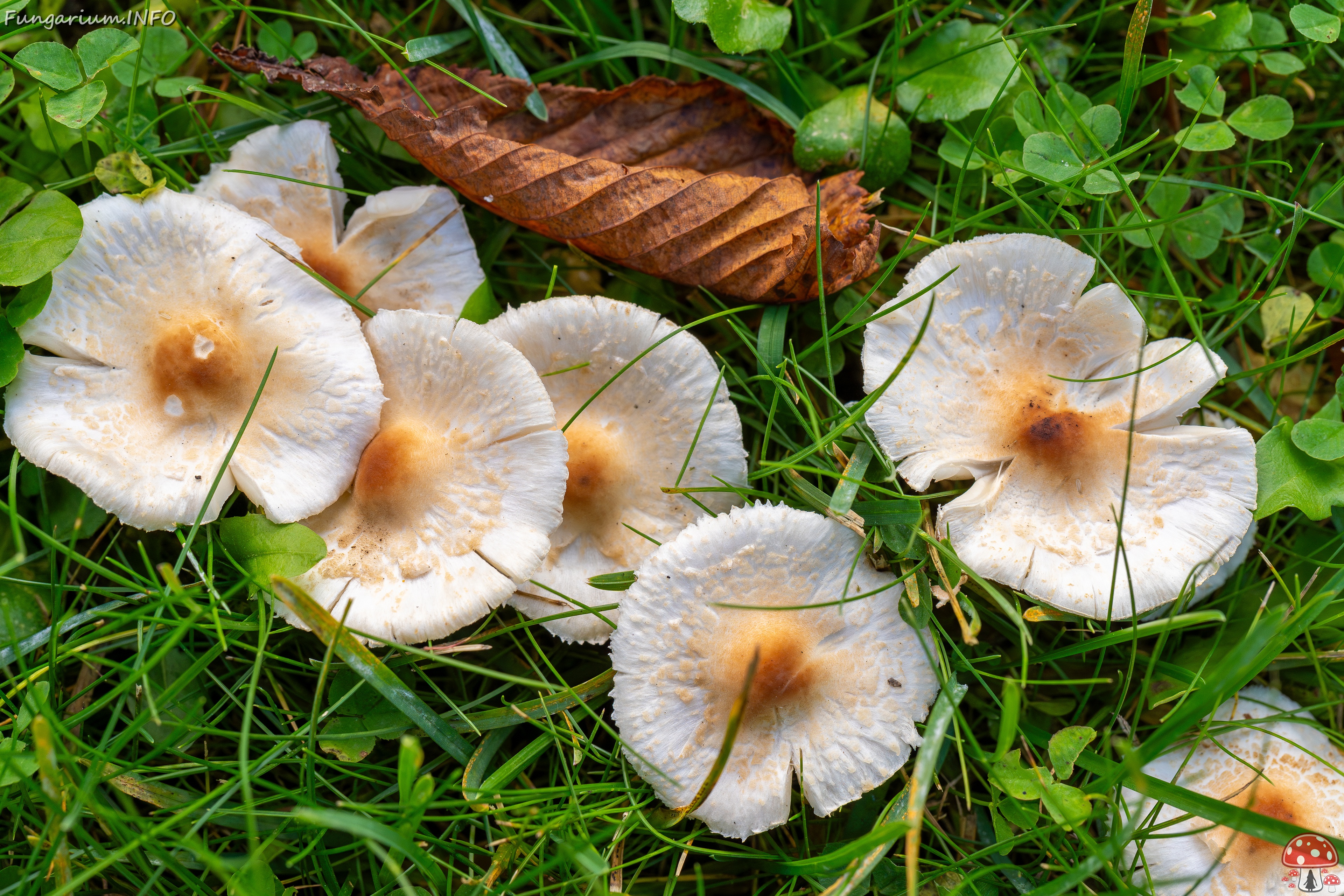 Lepiota cristata _2025-10-10_1-2 