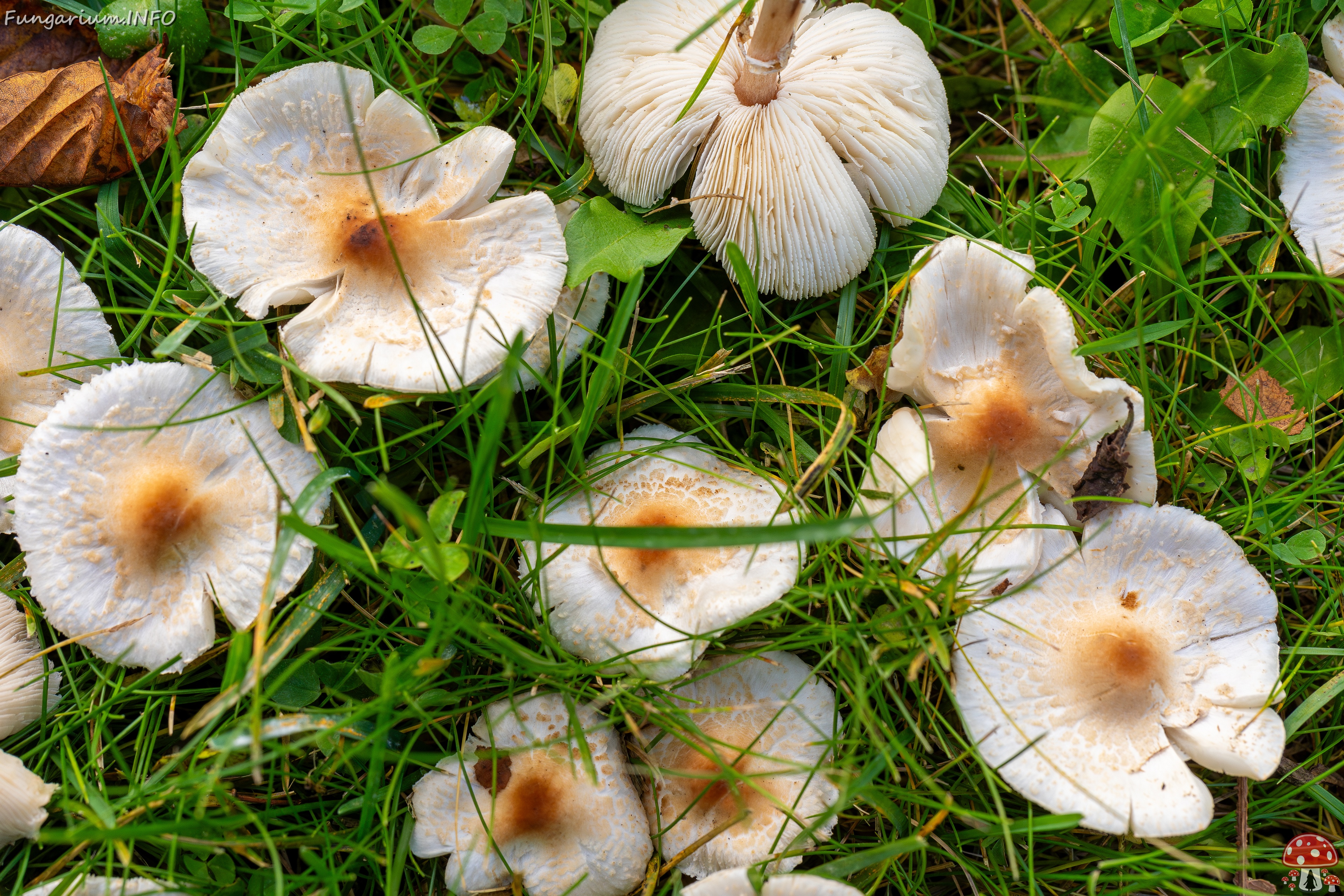 Lepiota cristata _2025-10-10_1-3 