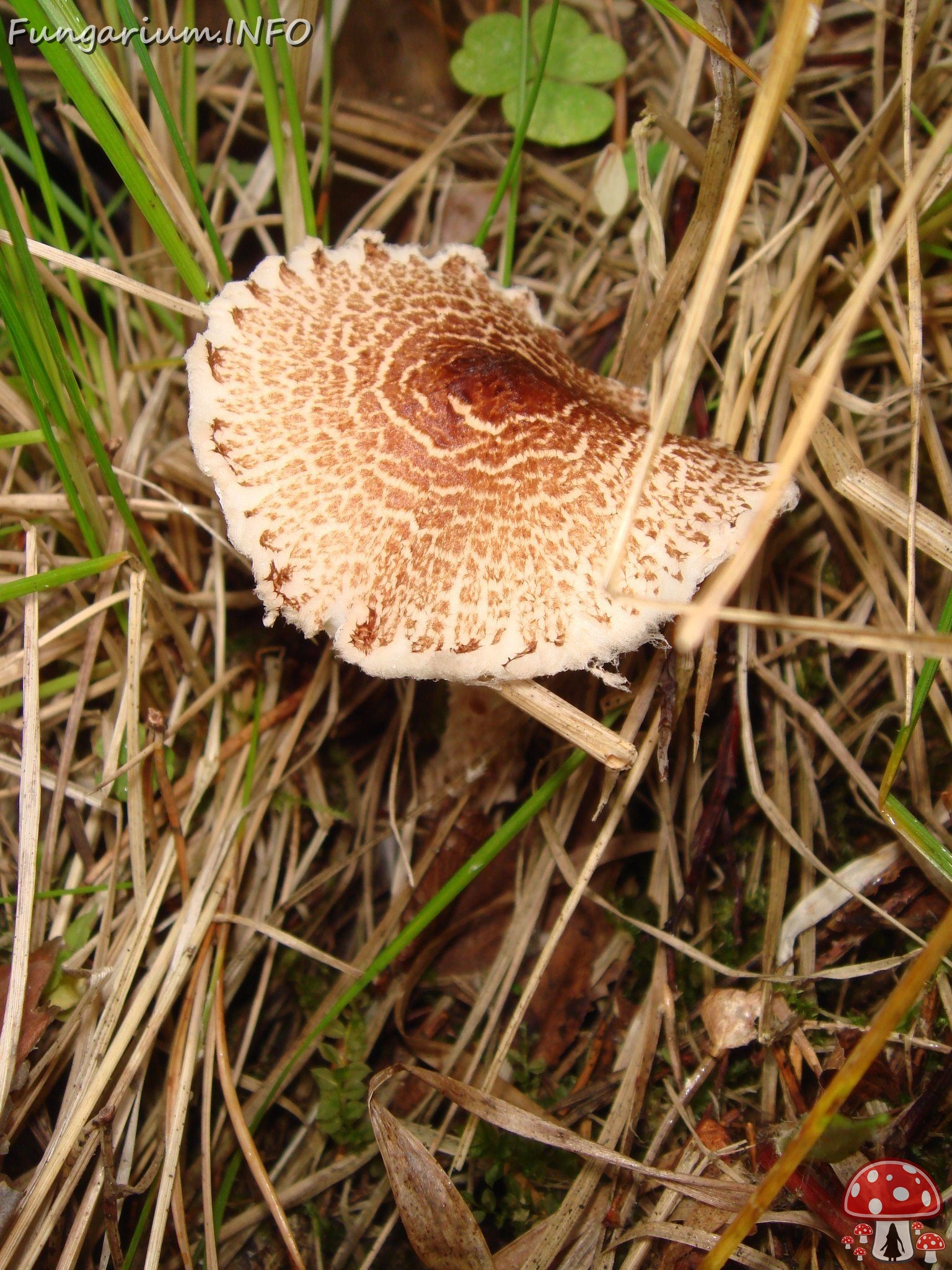 fungi-0004031 