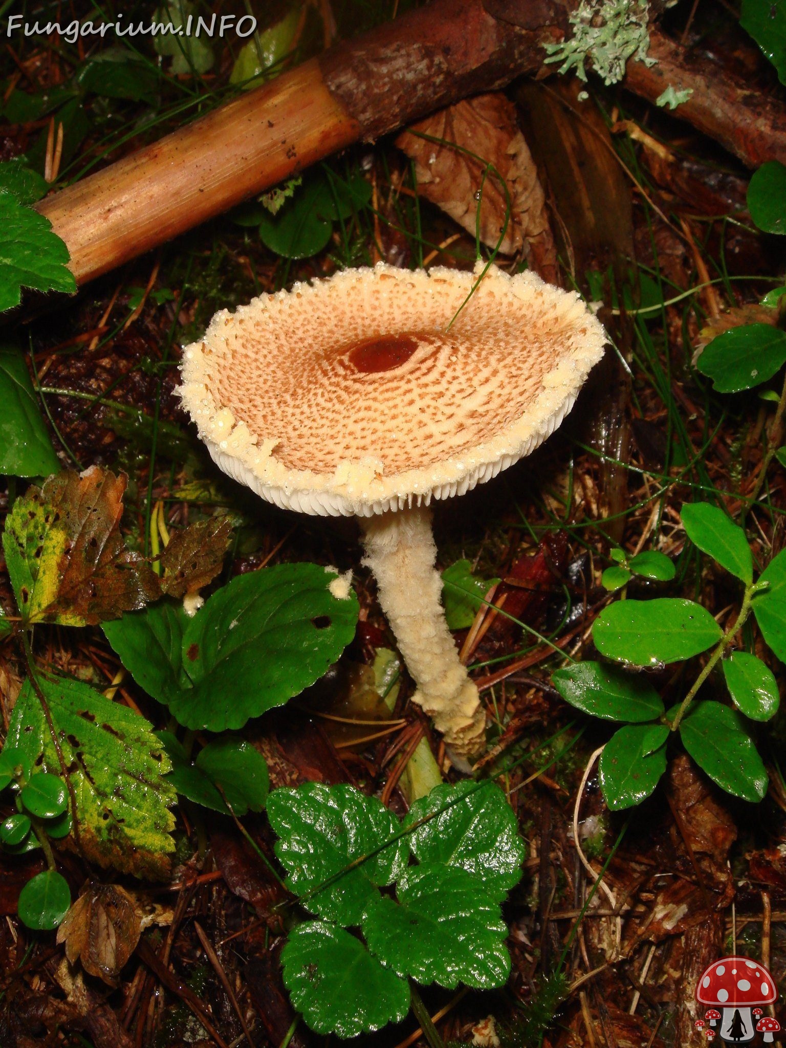 fungi-0004088 