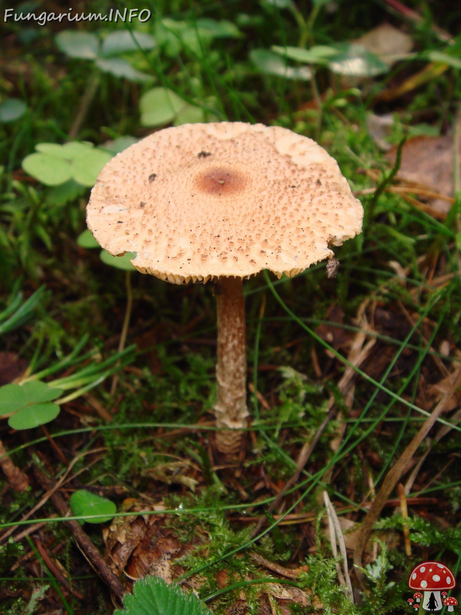 fungi-0004156 