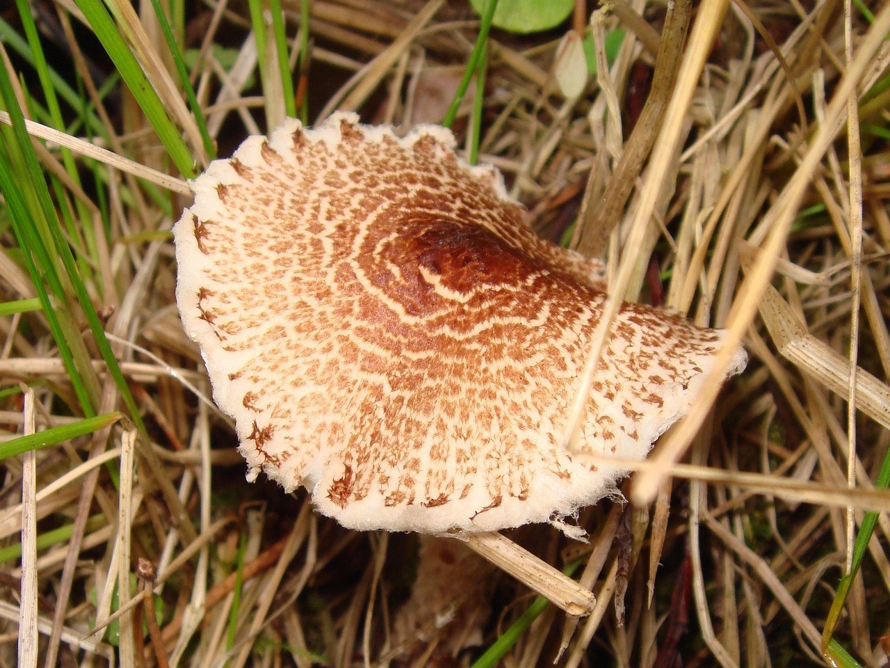 fungi-0004031