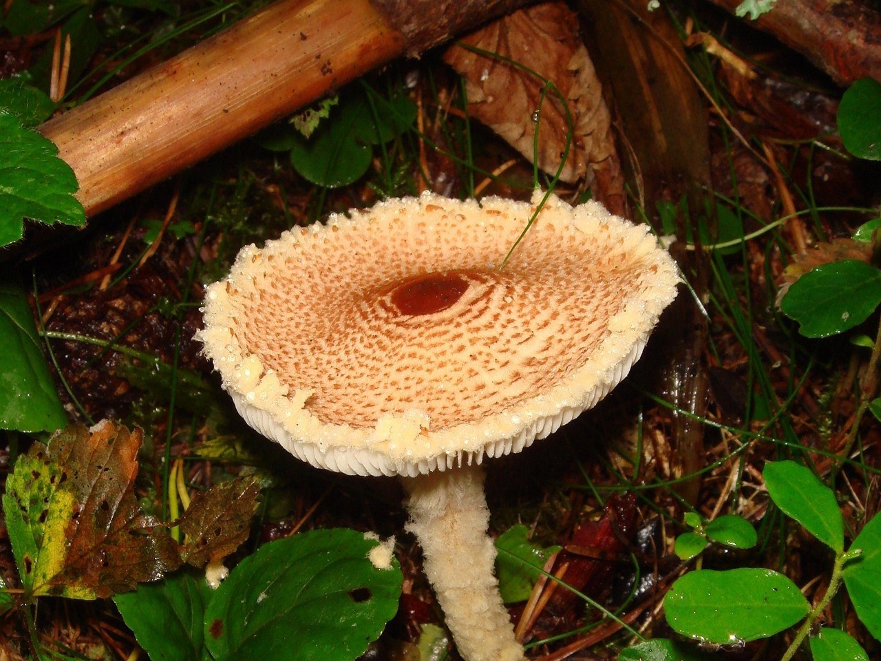 fungi-0004088