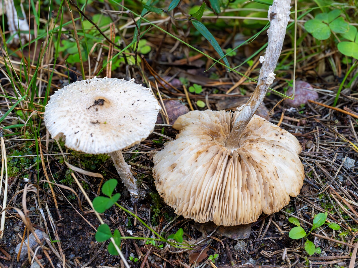 Лепиота шерстистообутая - Lepiota clypeolaria