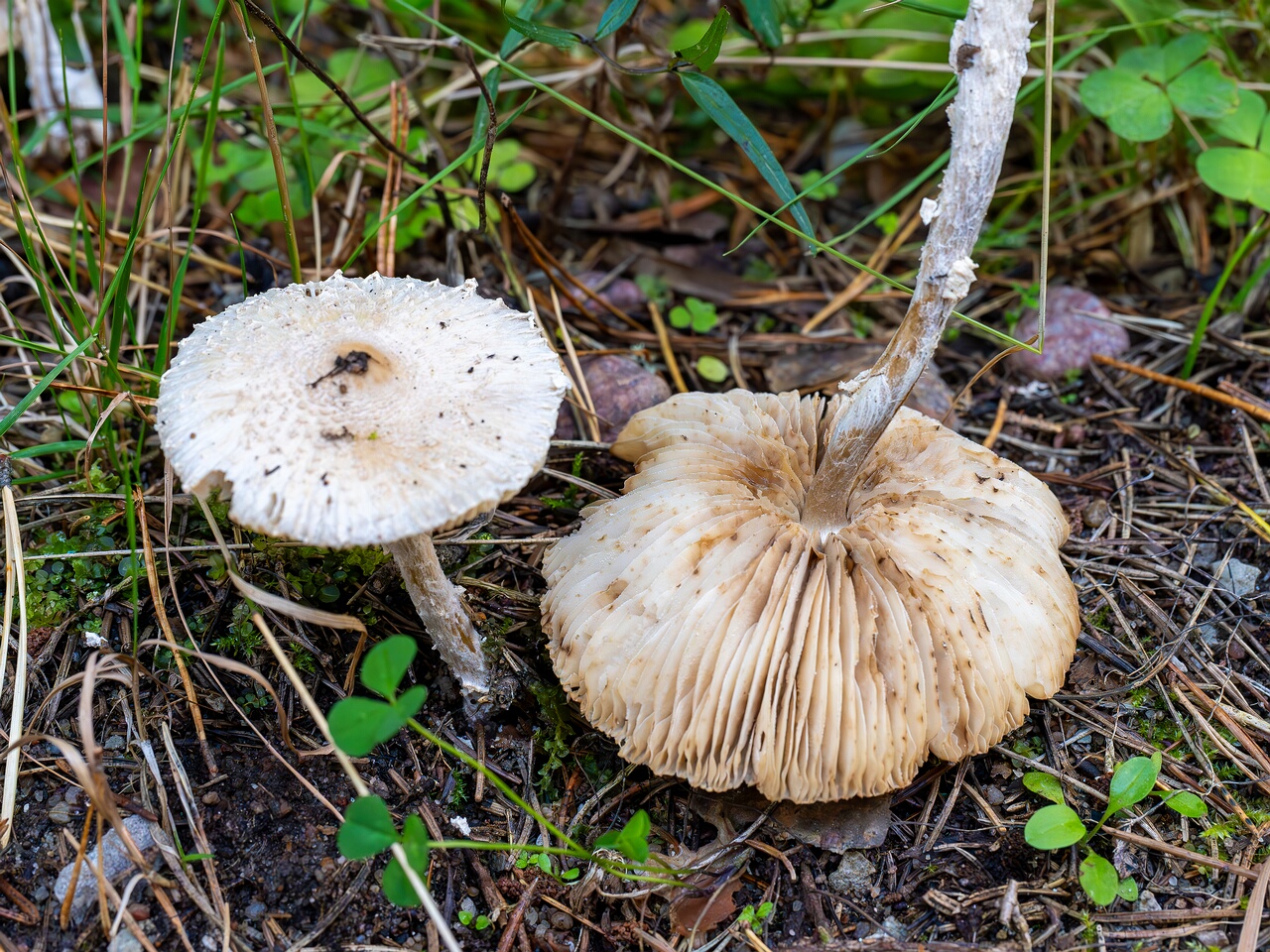 !Lepiota clypeolaria _2026-09-17_1-3