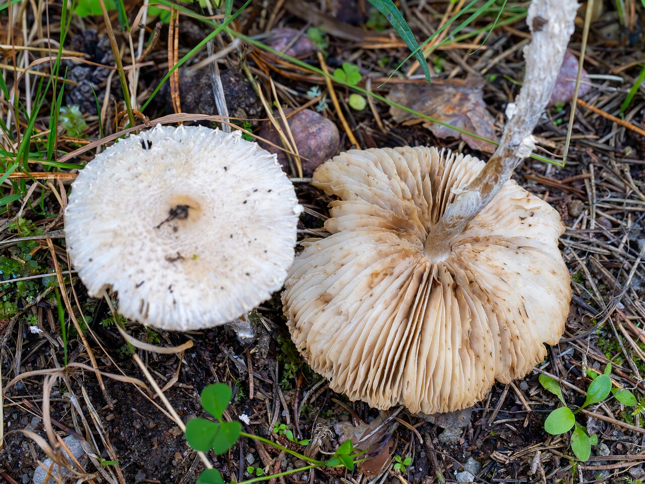 Lepiota clypeolaria _2026-09-17_1-2