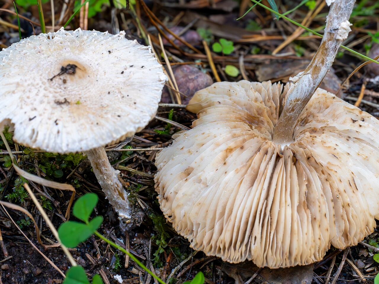 Lepiota clypeolaria _2026-09-17_1-4