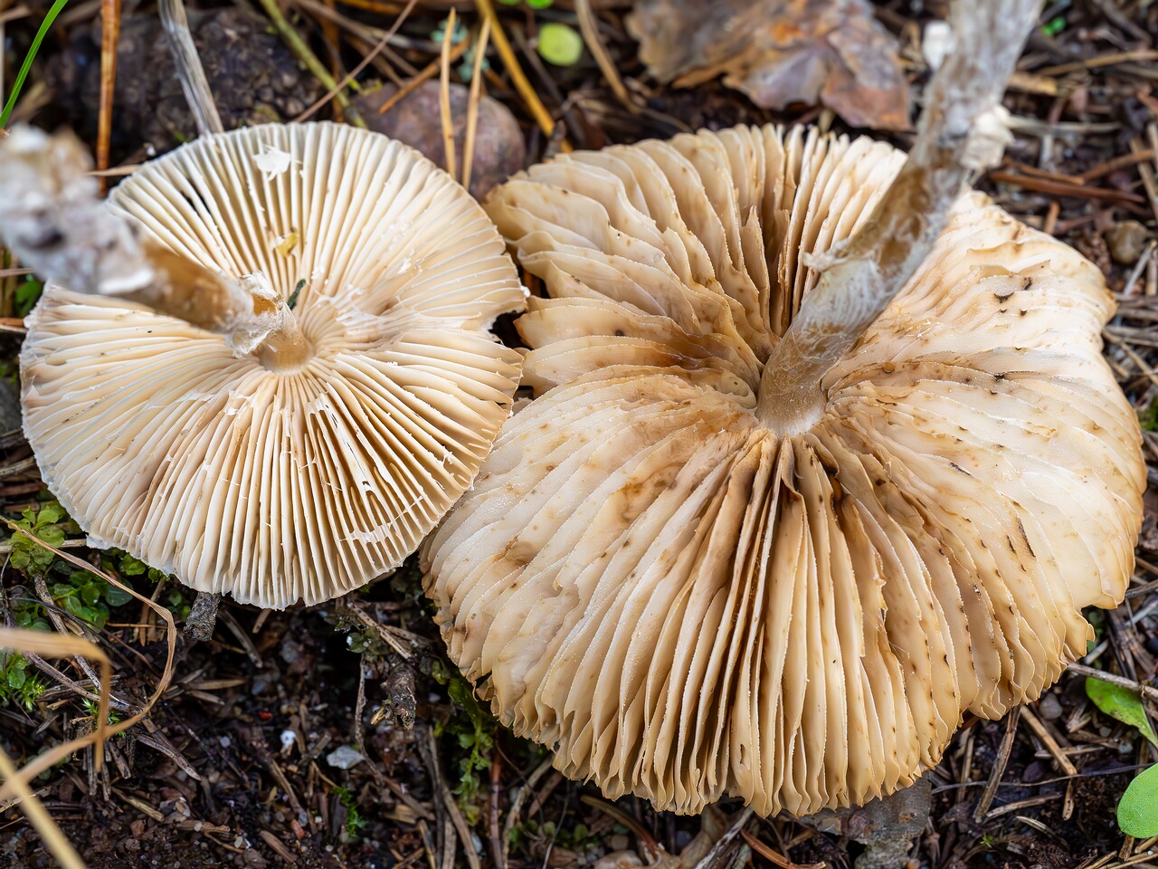 Lepiota clypeolaria _2026-09-17_1-6