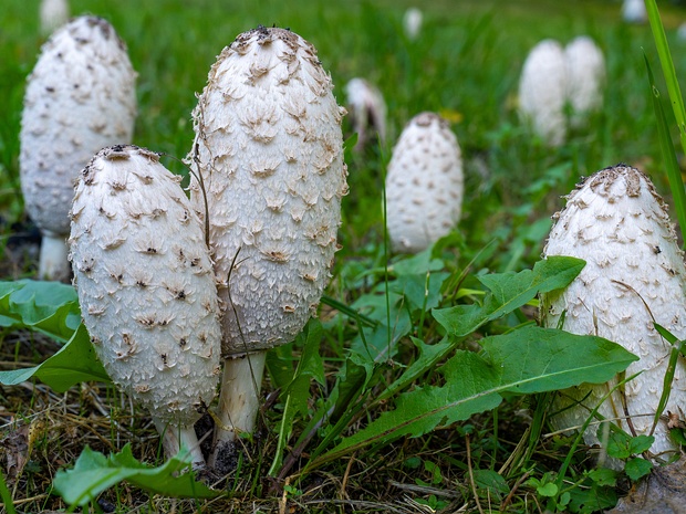 Навозник белый - Coprinus comatus