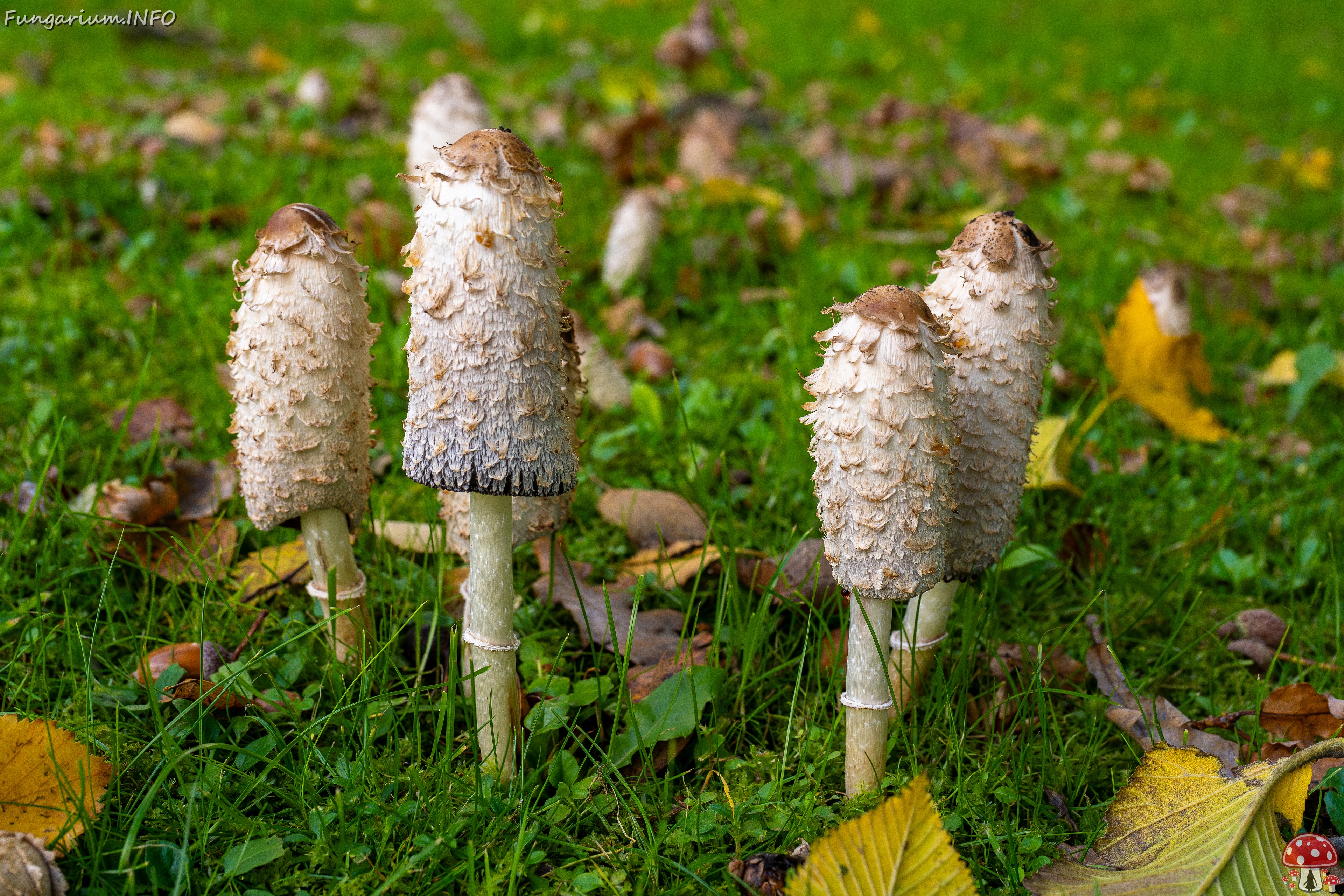 !Coprinus comatus _2025-10-10_1-1 