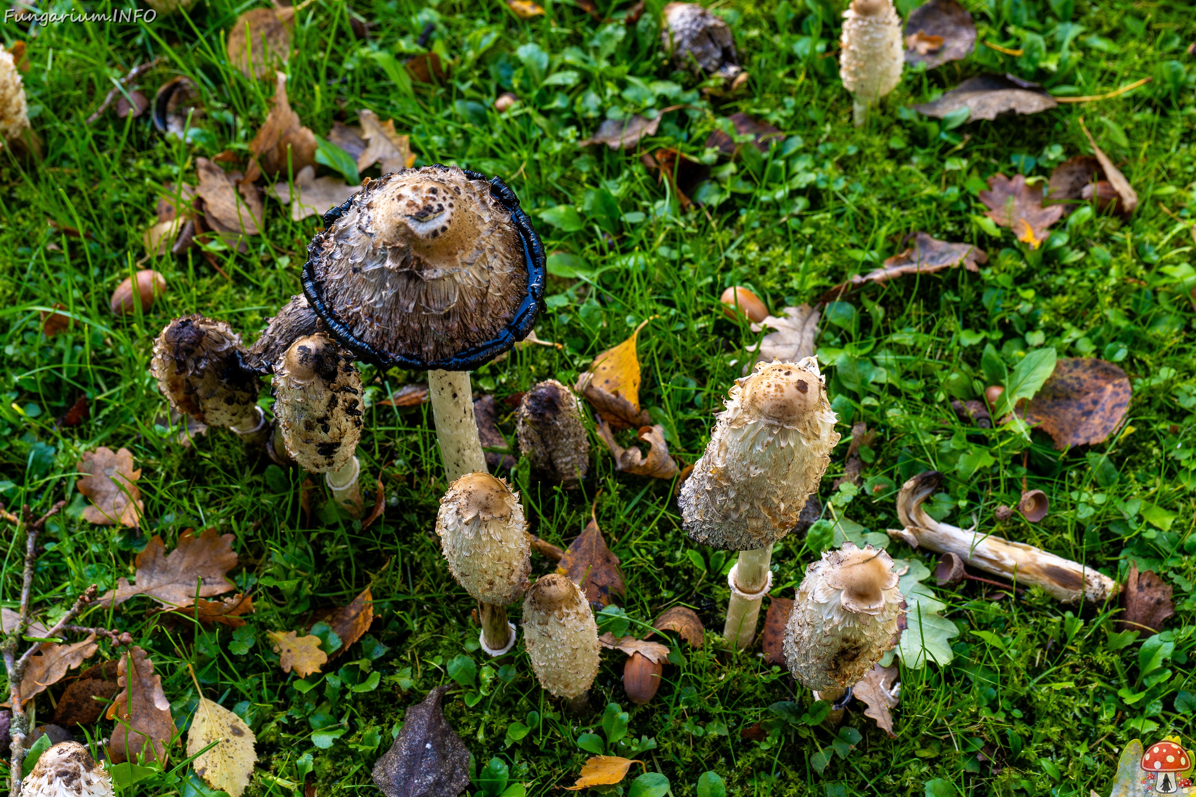 Coprinus comatus _2025-10-10_1-8 
