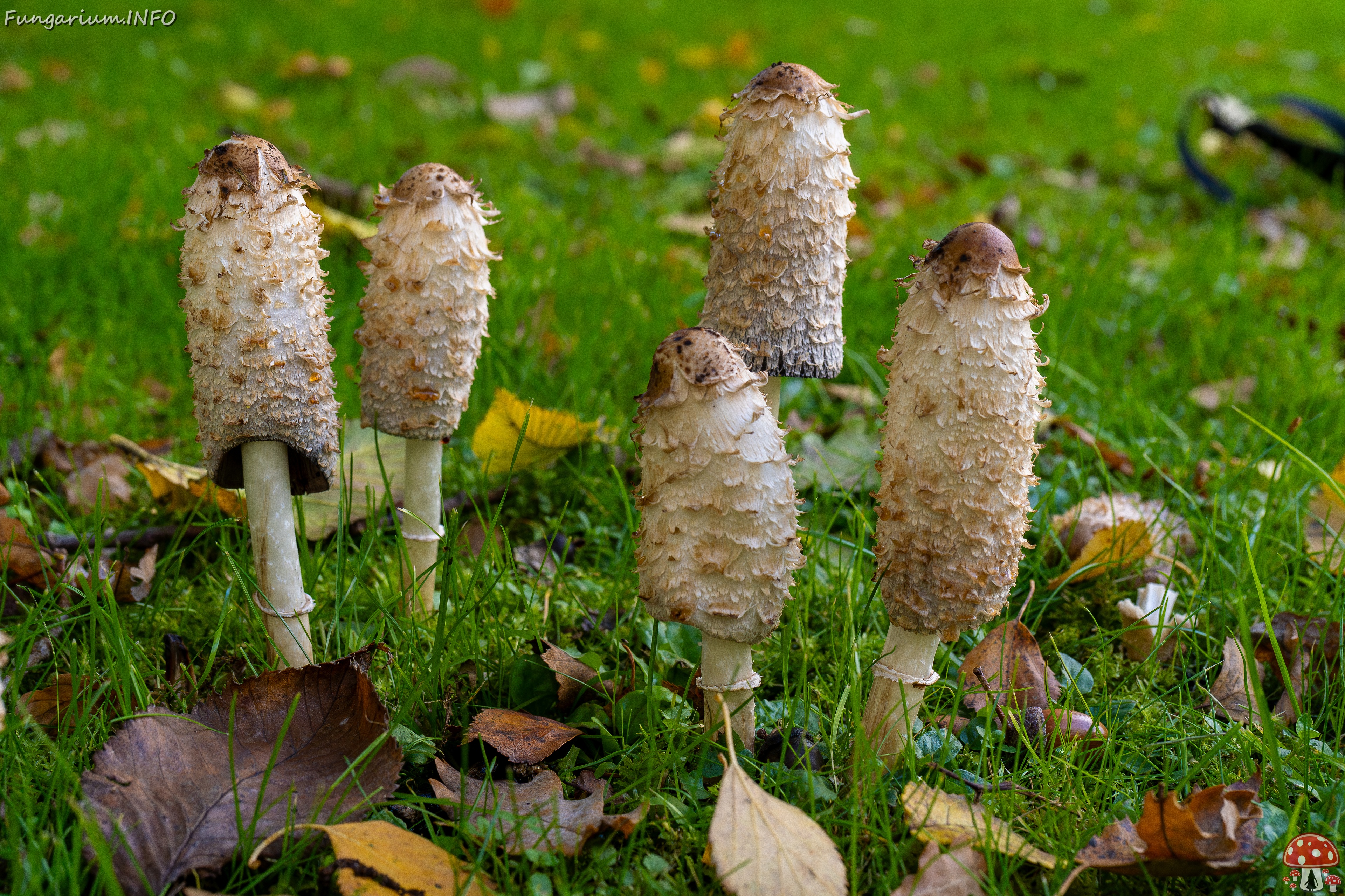 Coprinus comatus _2025-10-10_1-9 