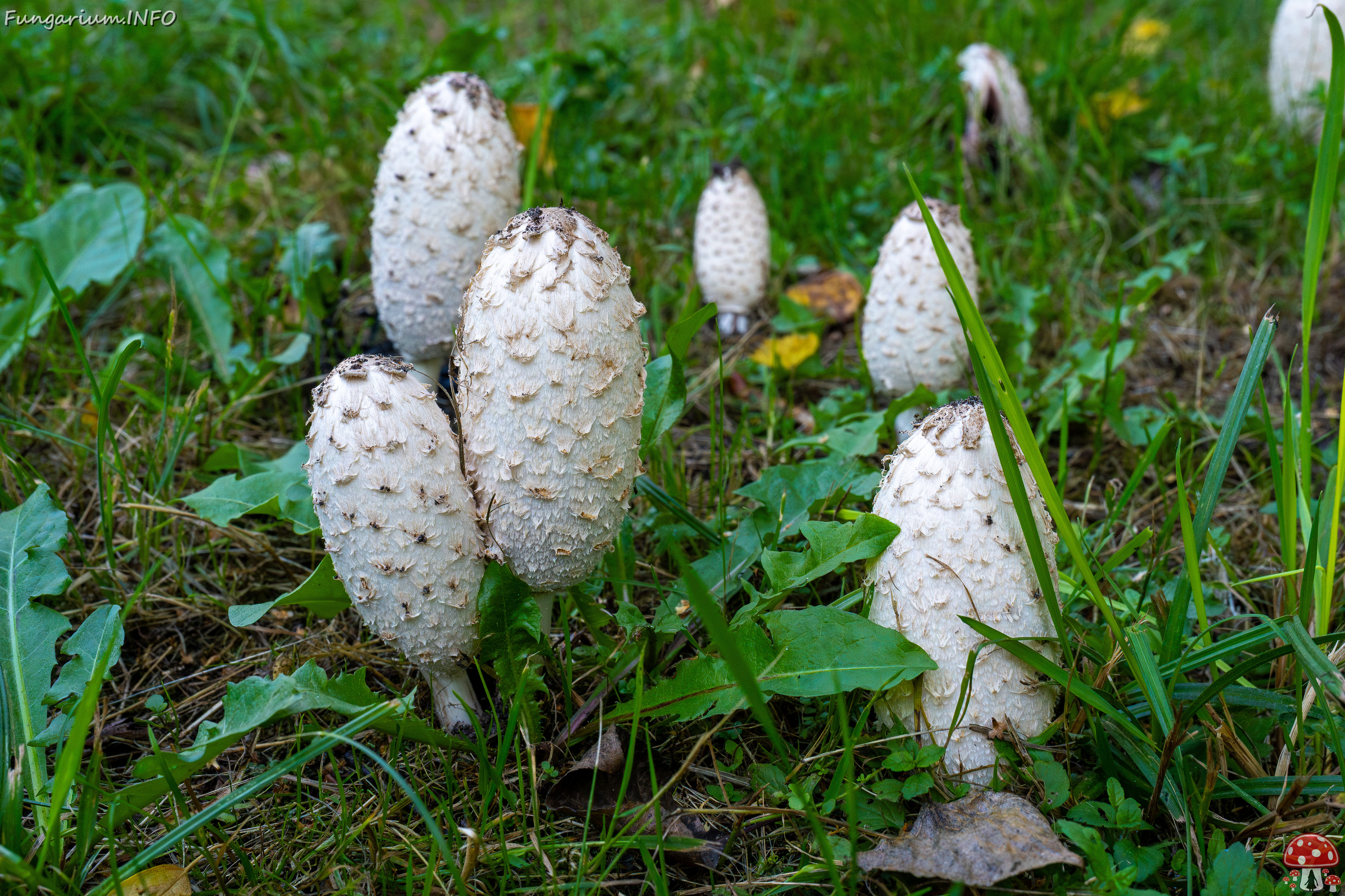 coprinus-comatus_1-1 