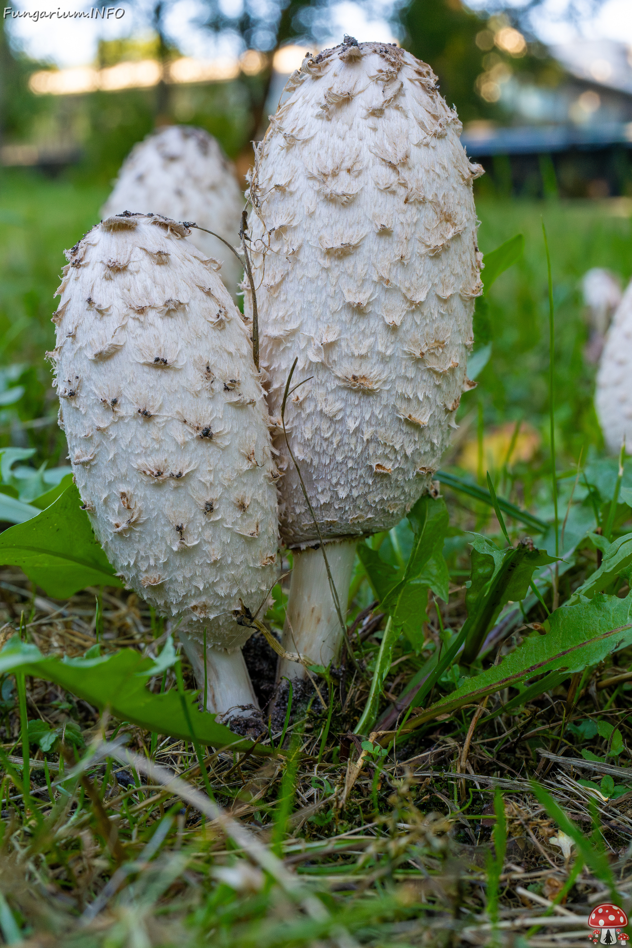 coprinus-comatus_1-10 