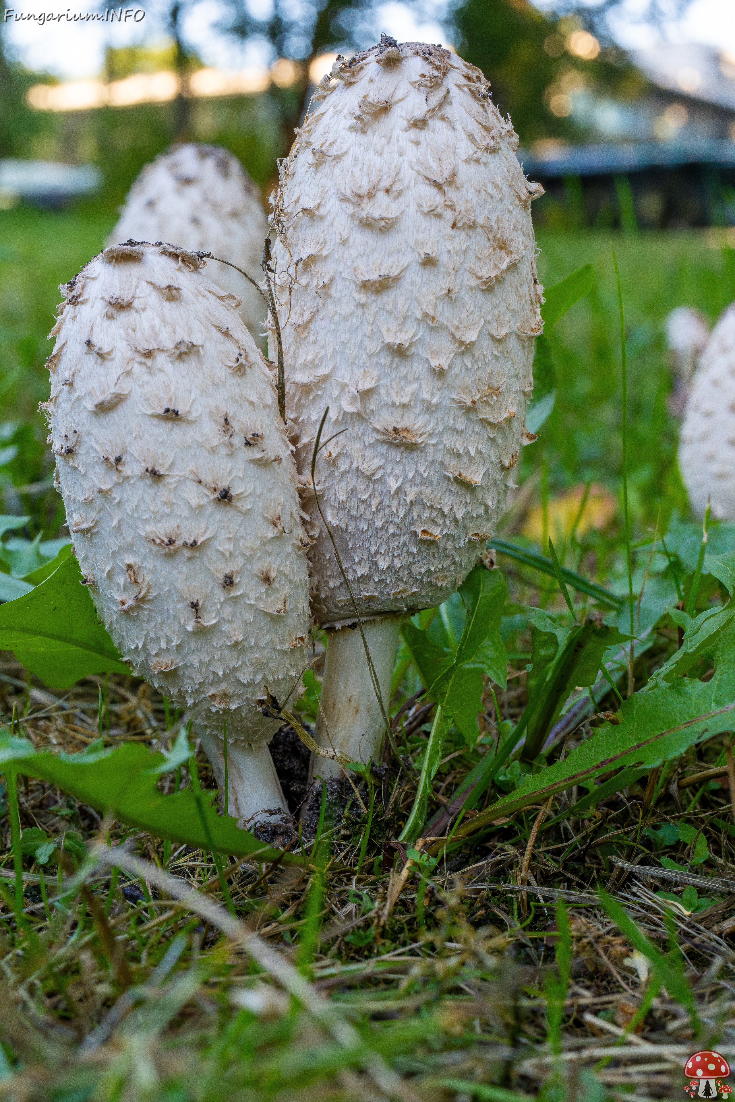 coprinus-comatus_1-11 