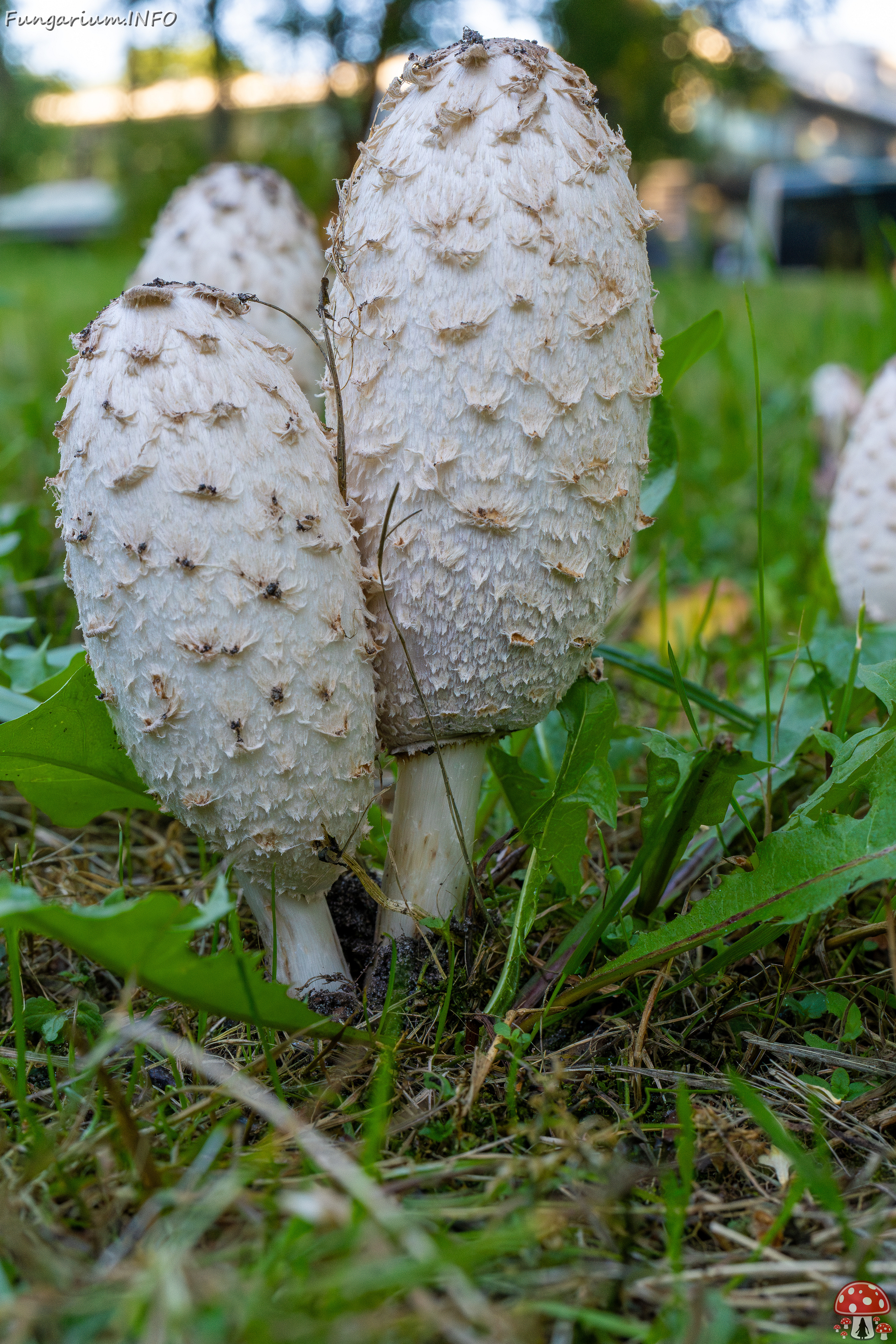 coprinus-comatus_1-12 