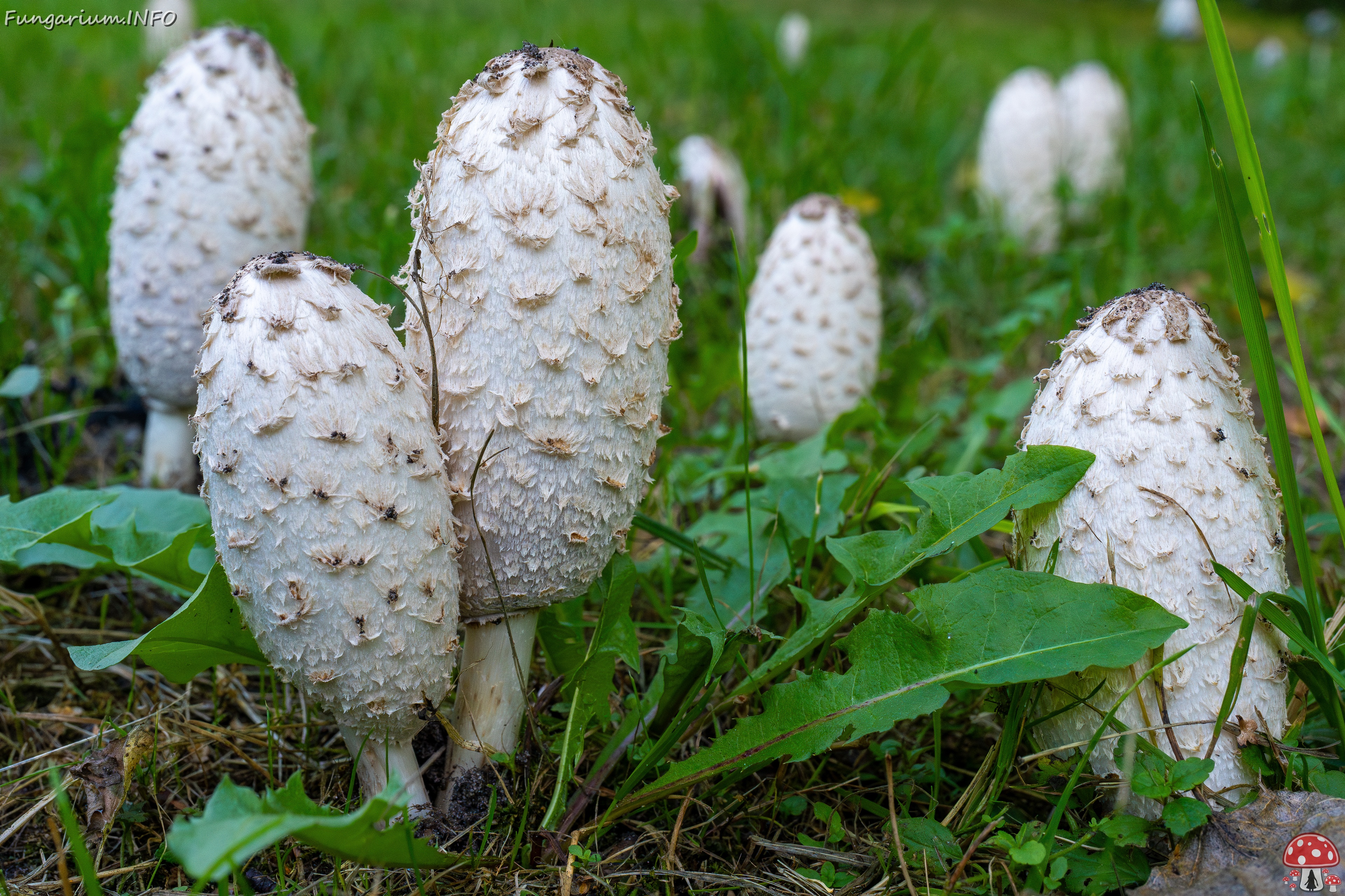 coprinus-comatus_1-13 