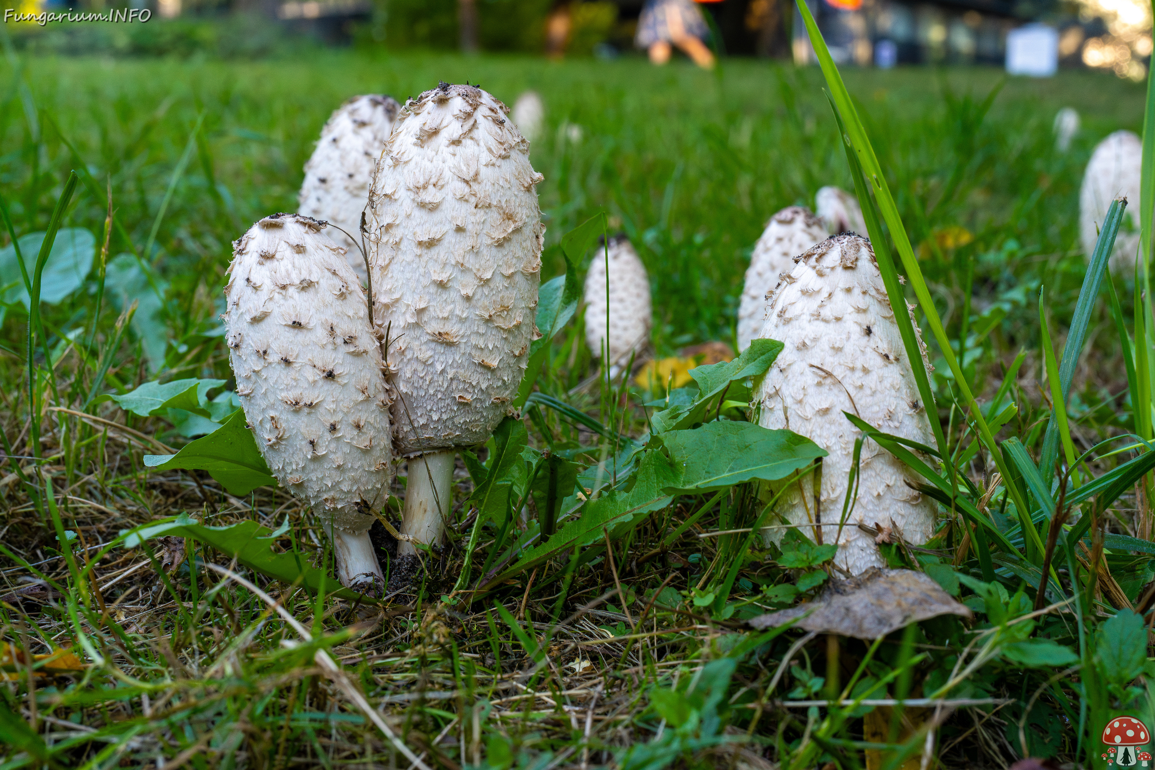 coprinus-comatus_1-15 