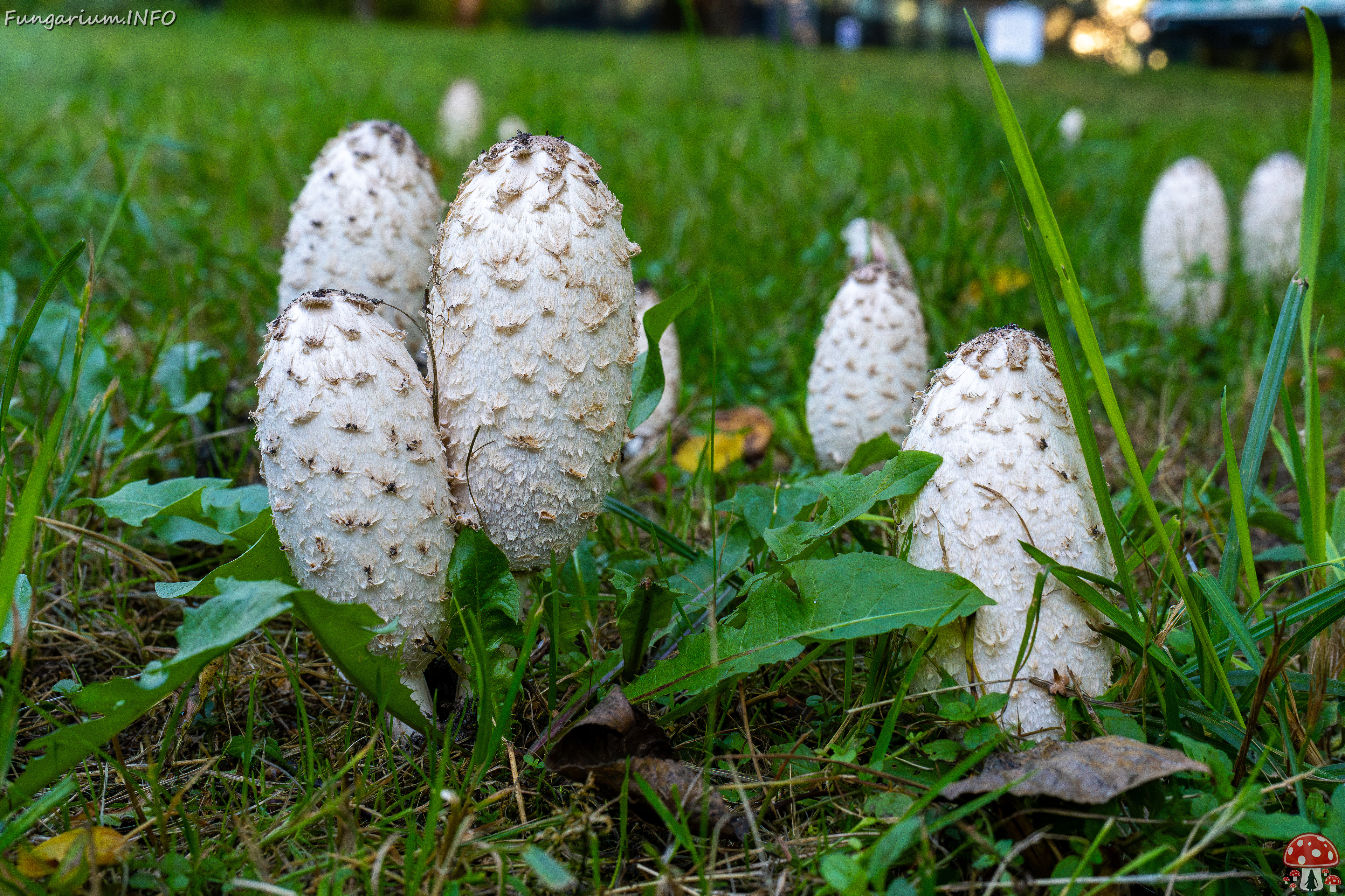 coprinus-comatus_1-2 