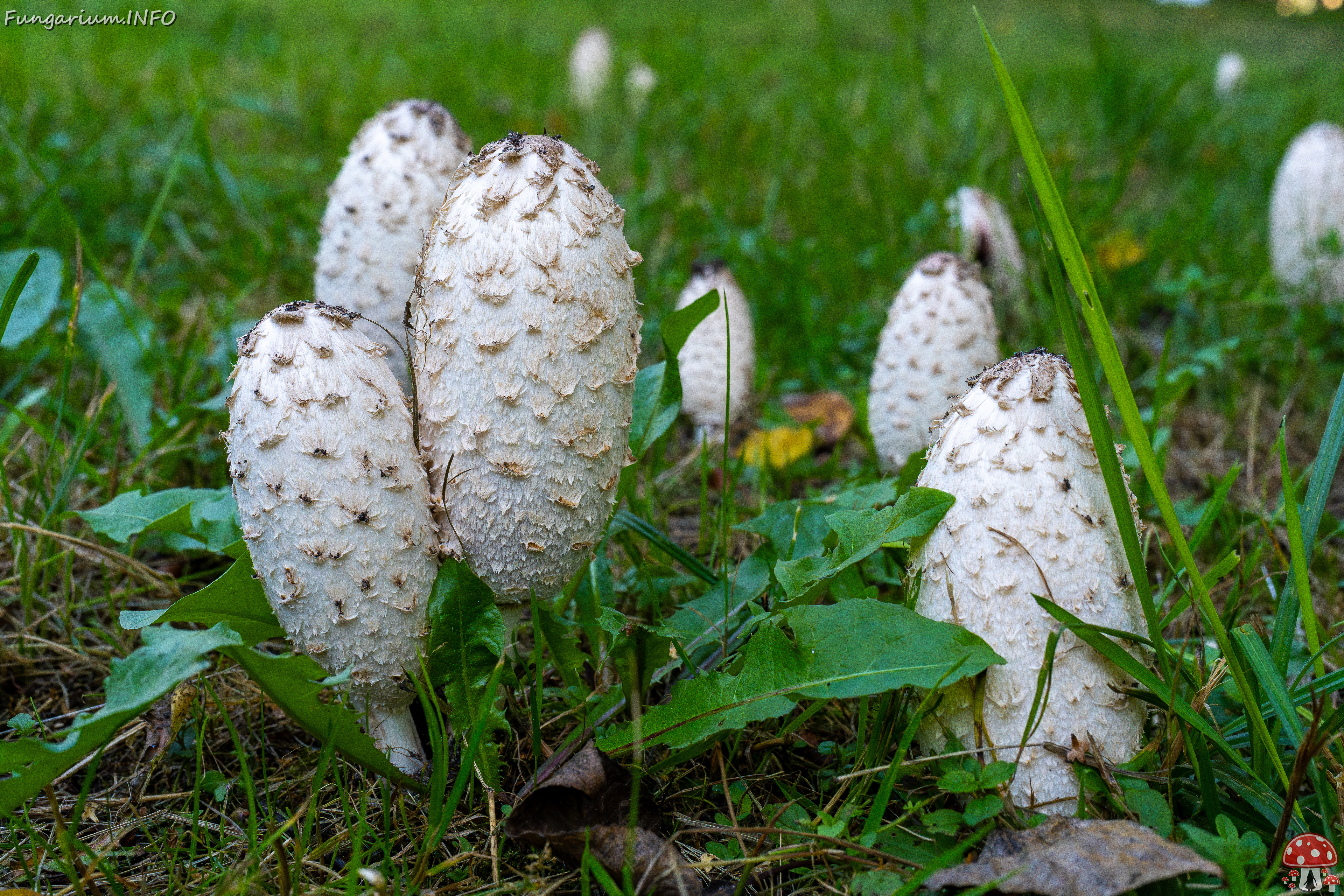 coprinus-comatus_1-3 