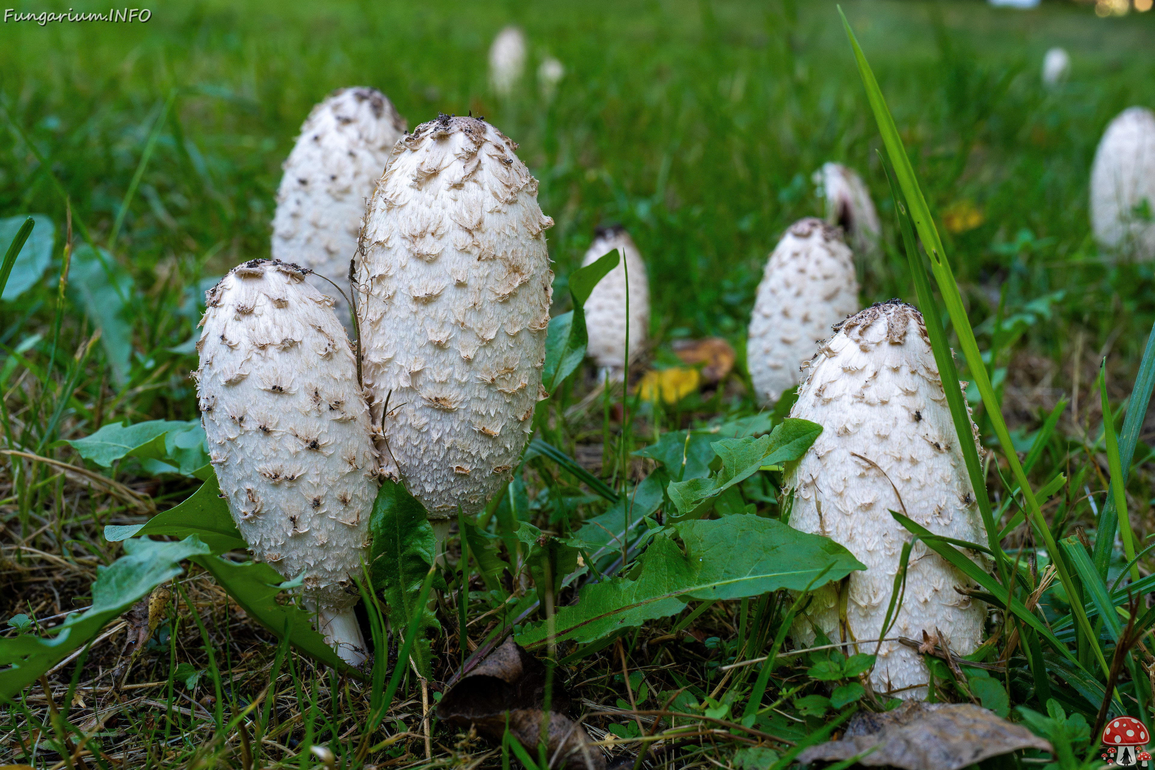 coprinus-comatus_1-4 