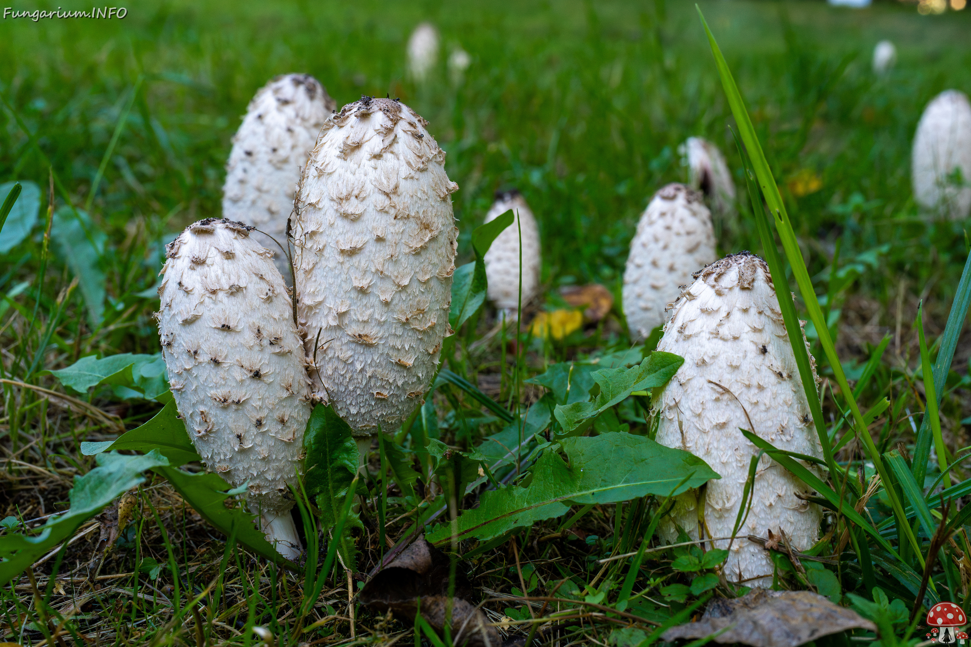 coprinus-comatus_1-5 