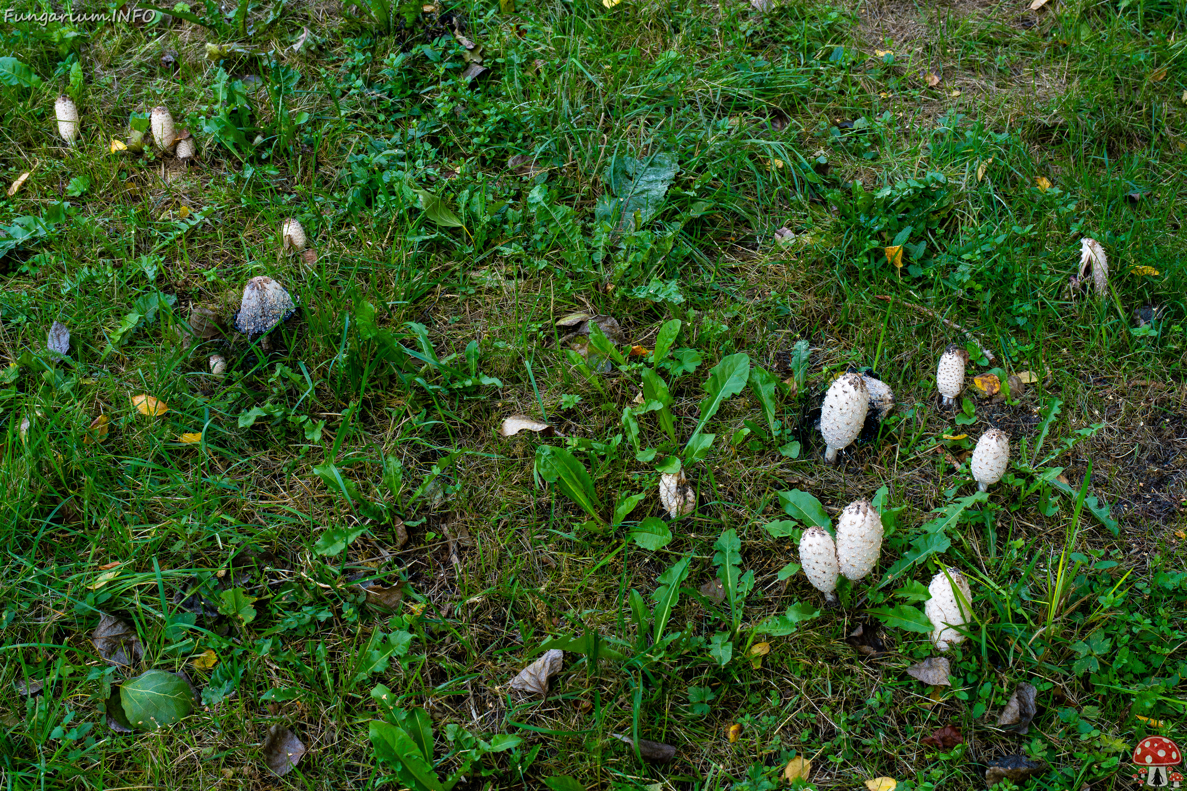 coprinus-comatus_1-6 