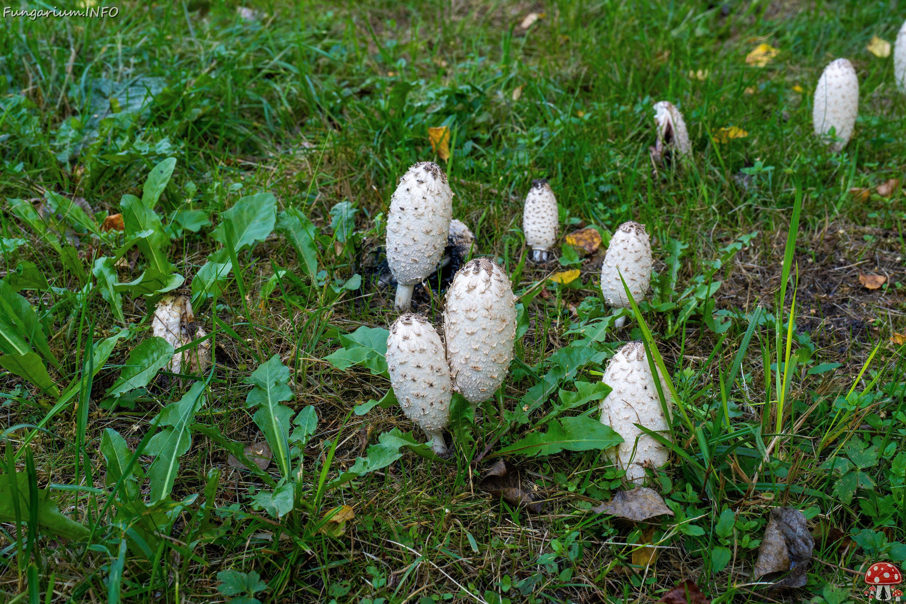 coprinus-comatus_1-7 