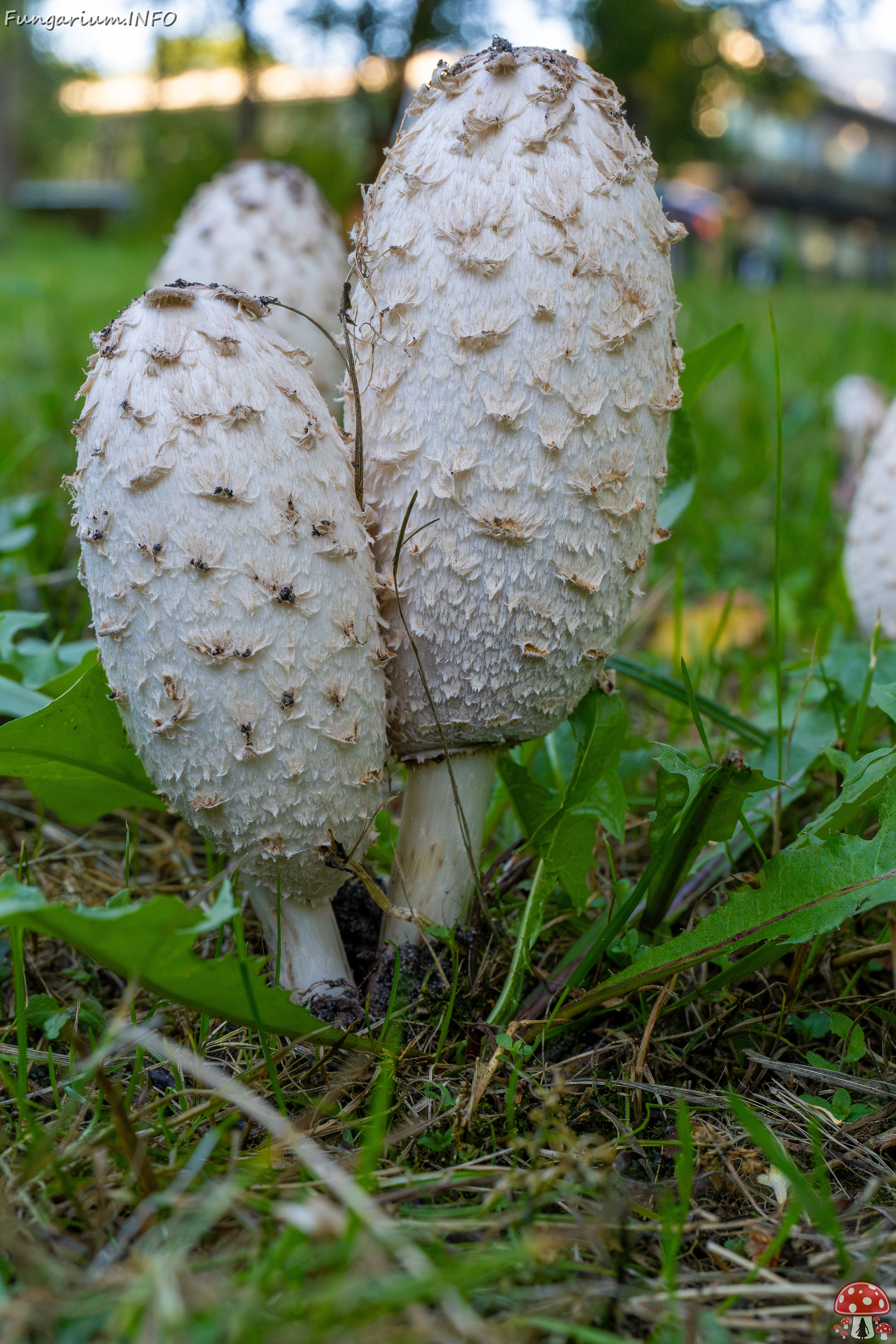 coprinus-comatus_1-9 